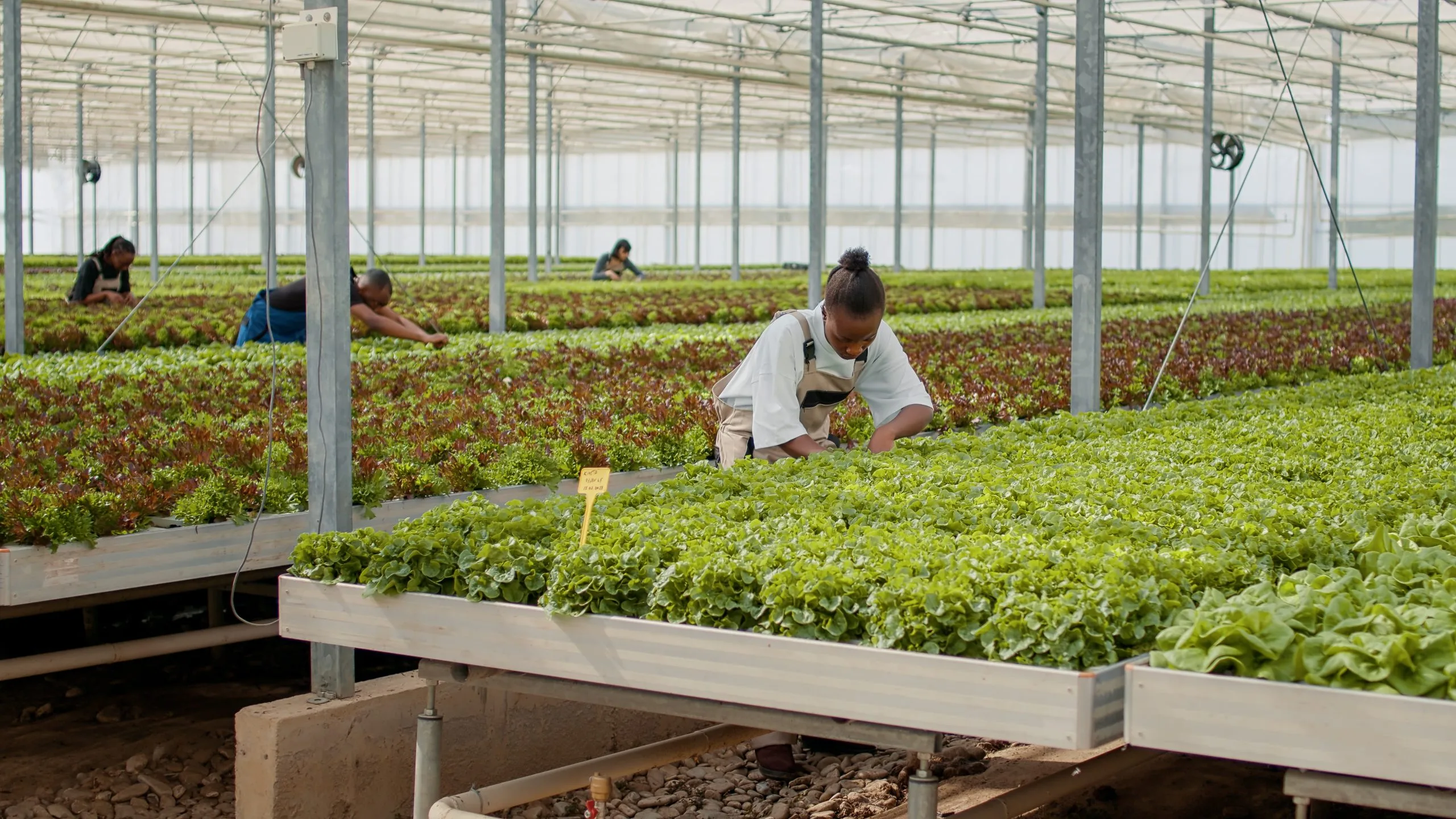 South Africa Vertical Farming Market Outlook to 2035 South-Africa-Vertical-Farming-Market-scaled