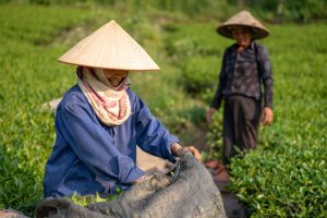 Vietnam Fertilizer Market Outlook to 2035