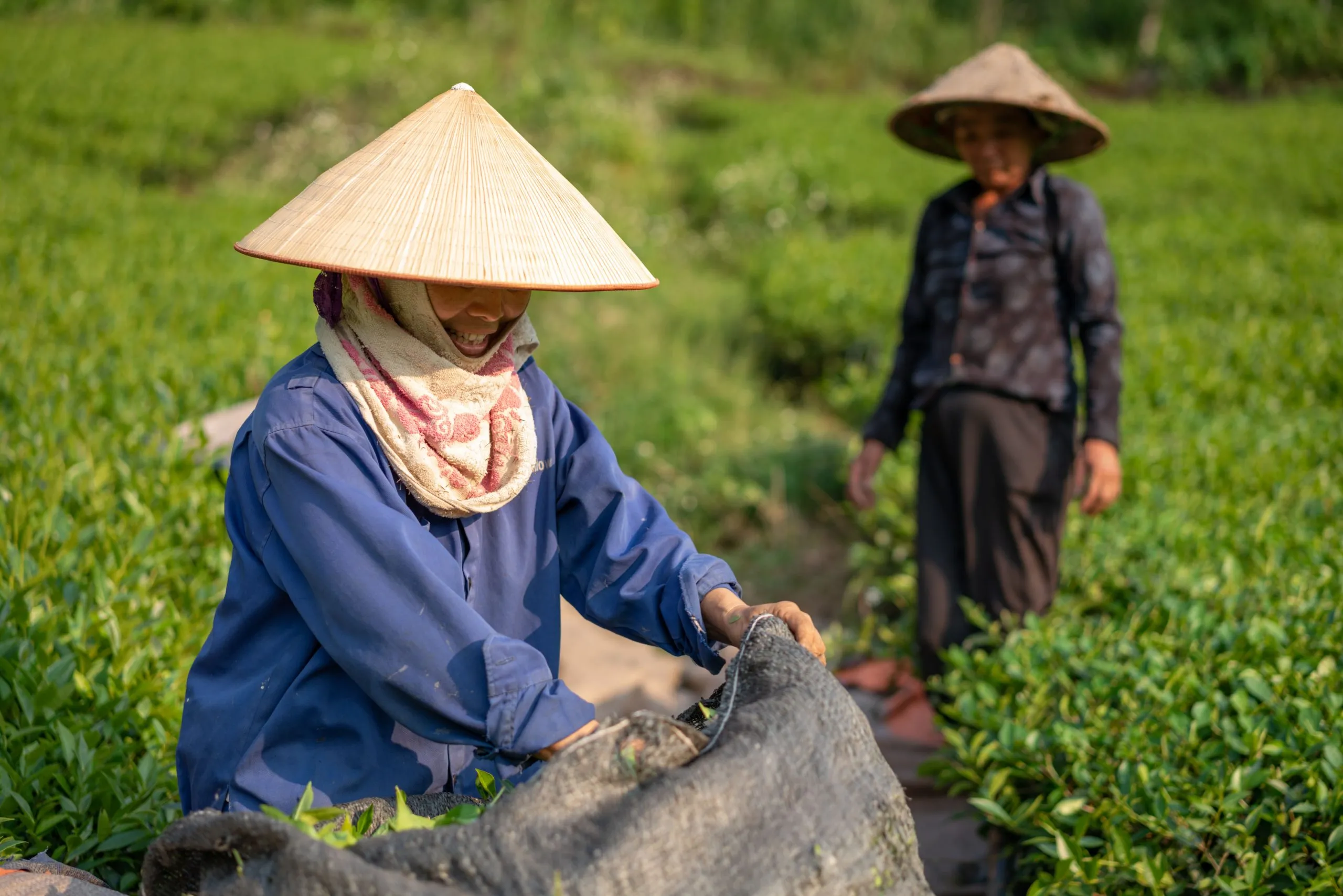 Vietnam Fertilizer Market Outlook to 2035 Vietnam-Fertilizer-Market-scaled