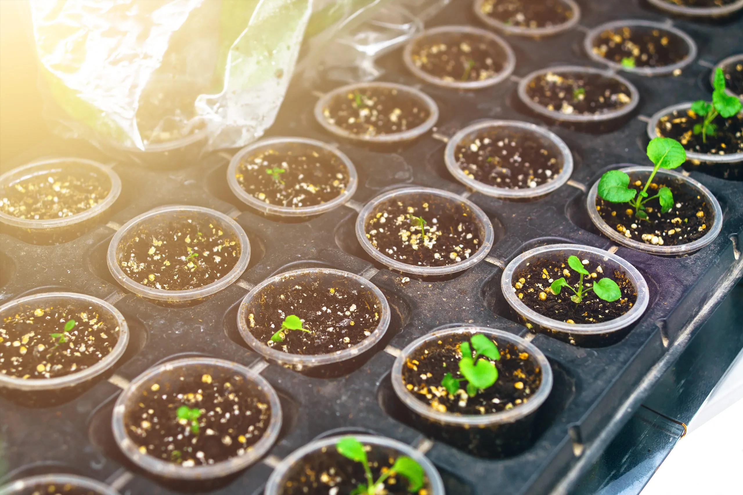 Vietnam Vegetable Seed Market Outlook to 2035 Vietnam-Vegetable-Seed-Market-scaled