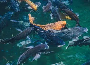 Aquaculture Growth Accelerates as Global Seafood Demand Continues to Rise 