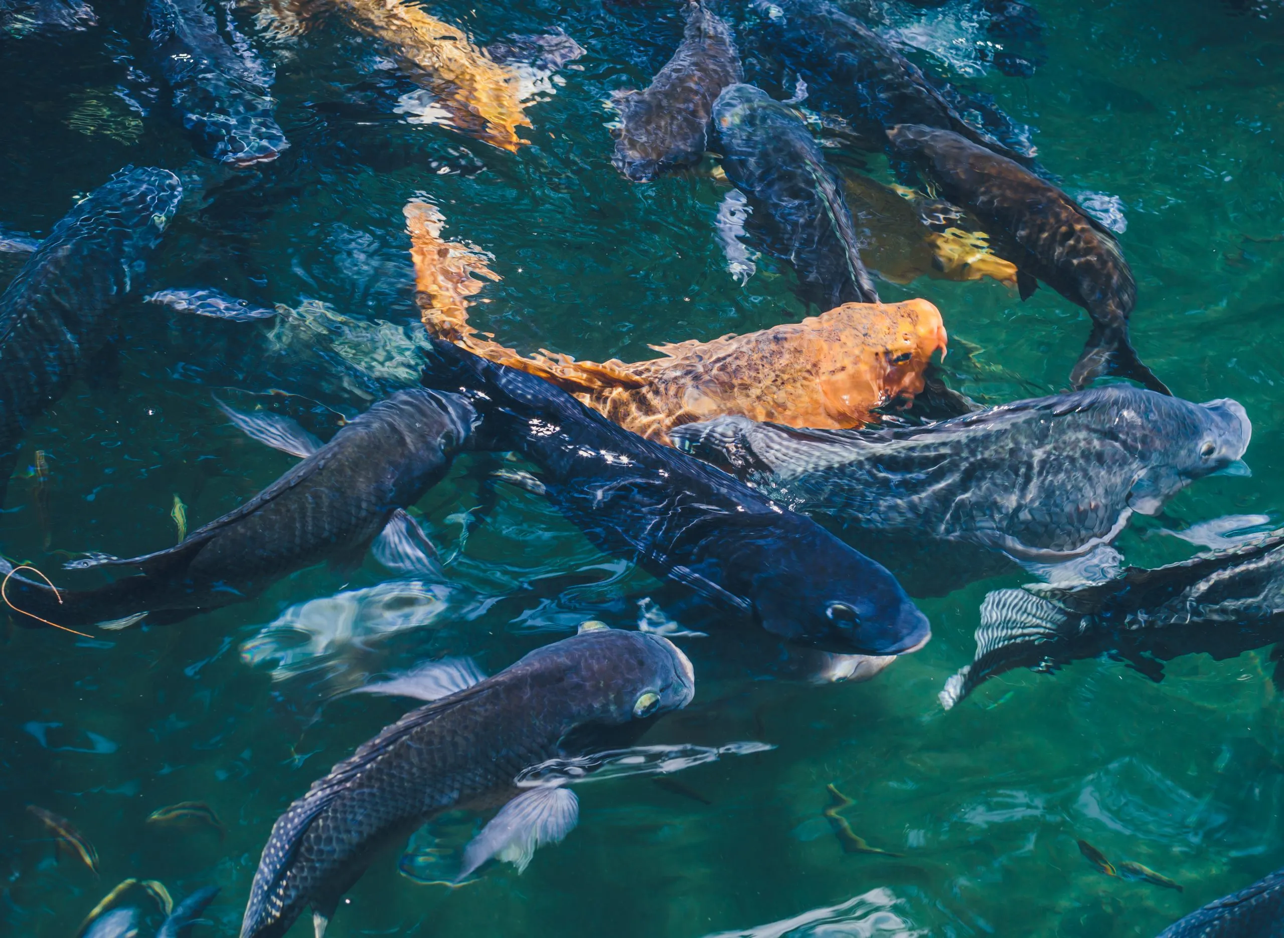 Aquaculture Growth Accelerates as Global Seafood Demand Continues to Rise aquaculture-market-expansion-strategy-scaled
