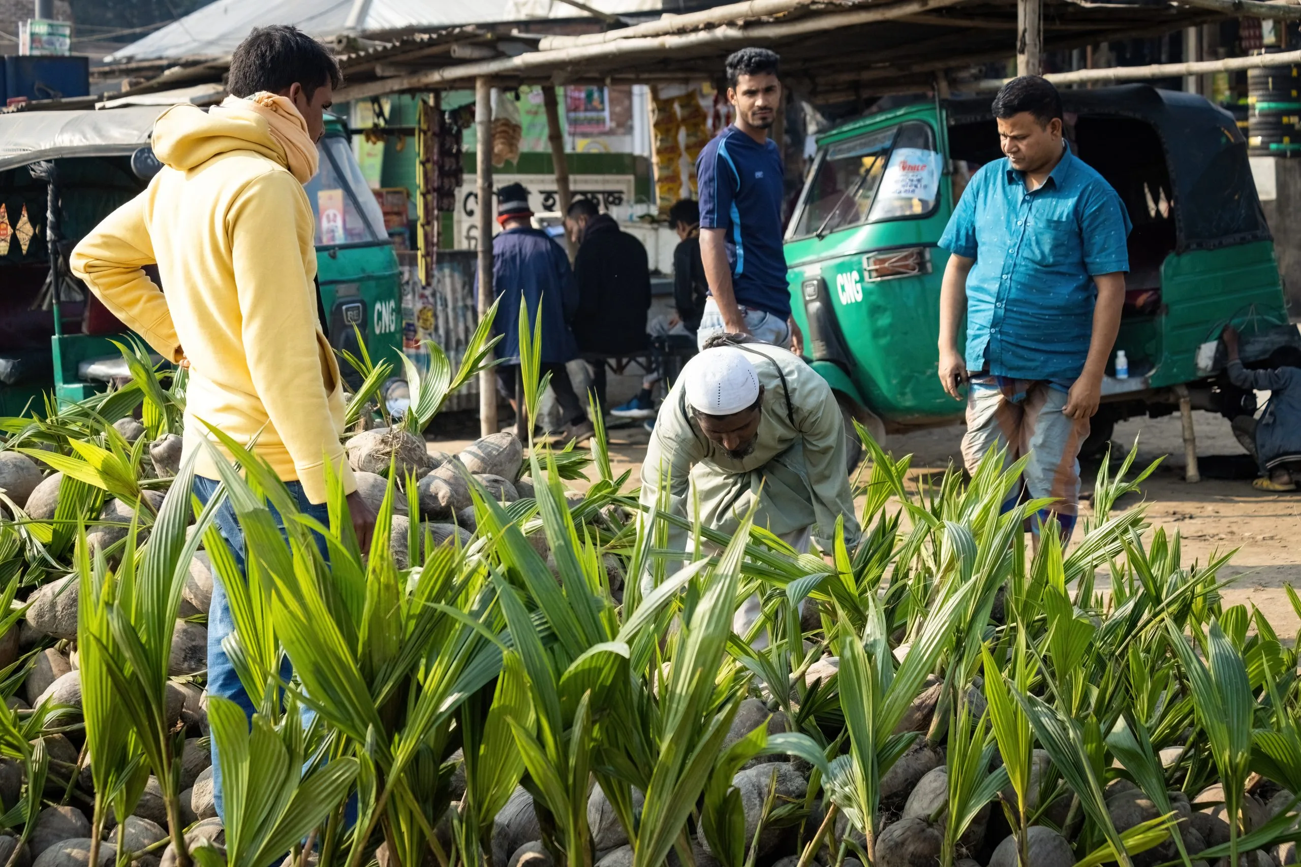 Philippines Agrochemical Market Boosted by Fertilizer Consumption Rising Above 3 Million Tons Annually bangladeshi-farmers-selling-sprouted-coconuts-street-bangladesh-scaled