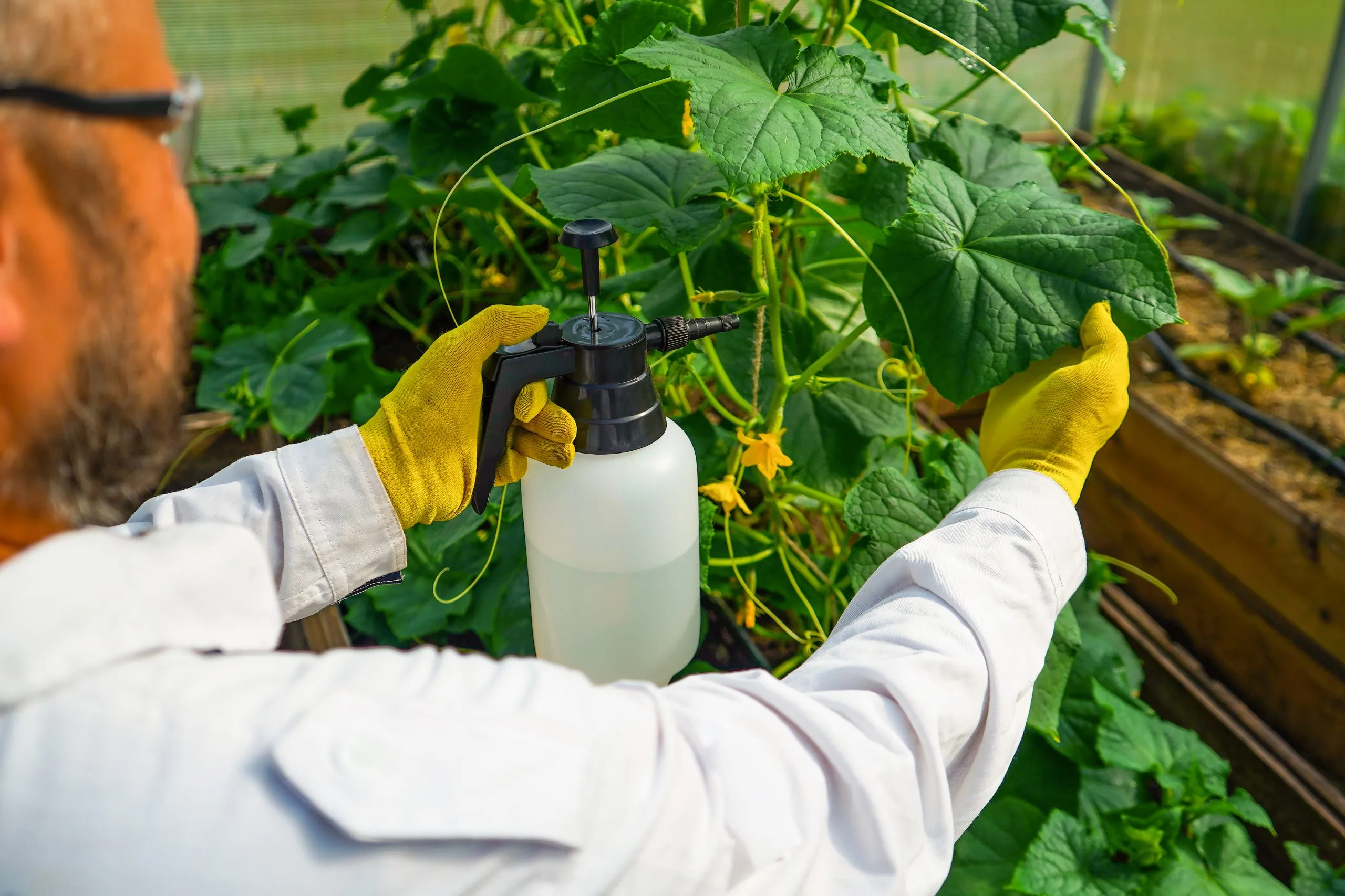 Vietnam Insecticide Market Outlook to 2035 close-up-shot-gardener-spraying-insecticide-cucumber-seedlings-indoors-insect-pest-infestation-feed-vegetable-blush-by-lead-stage-pudding-scaled