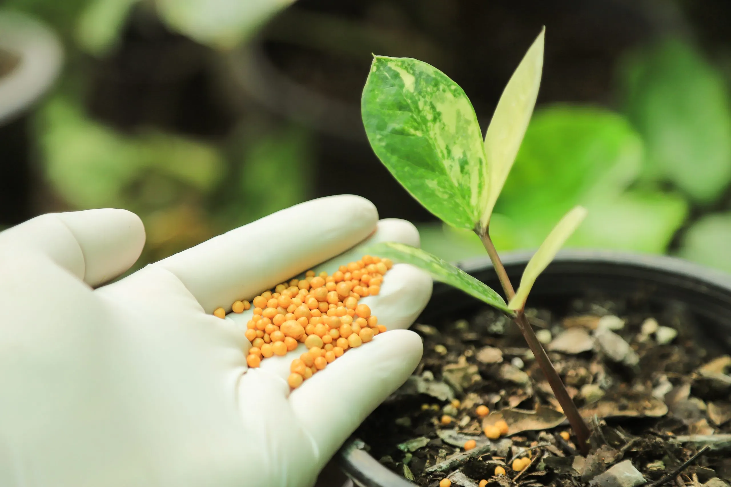 Singapore Micronutrient Fertilizer Market Outlook to 2035 cropped-hand-person-holding-plant-scaled