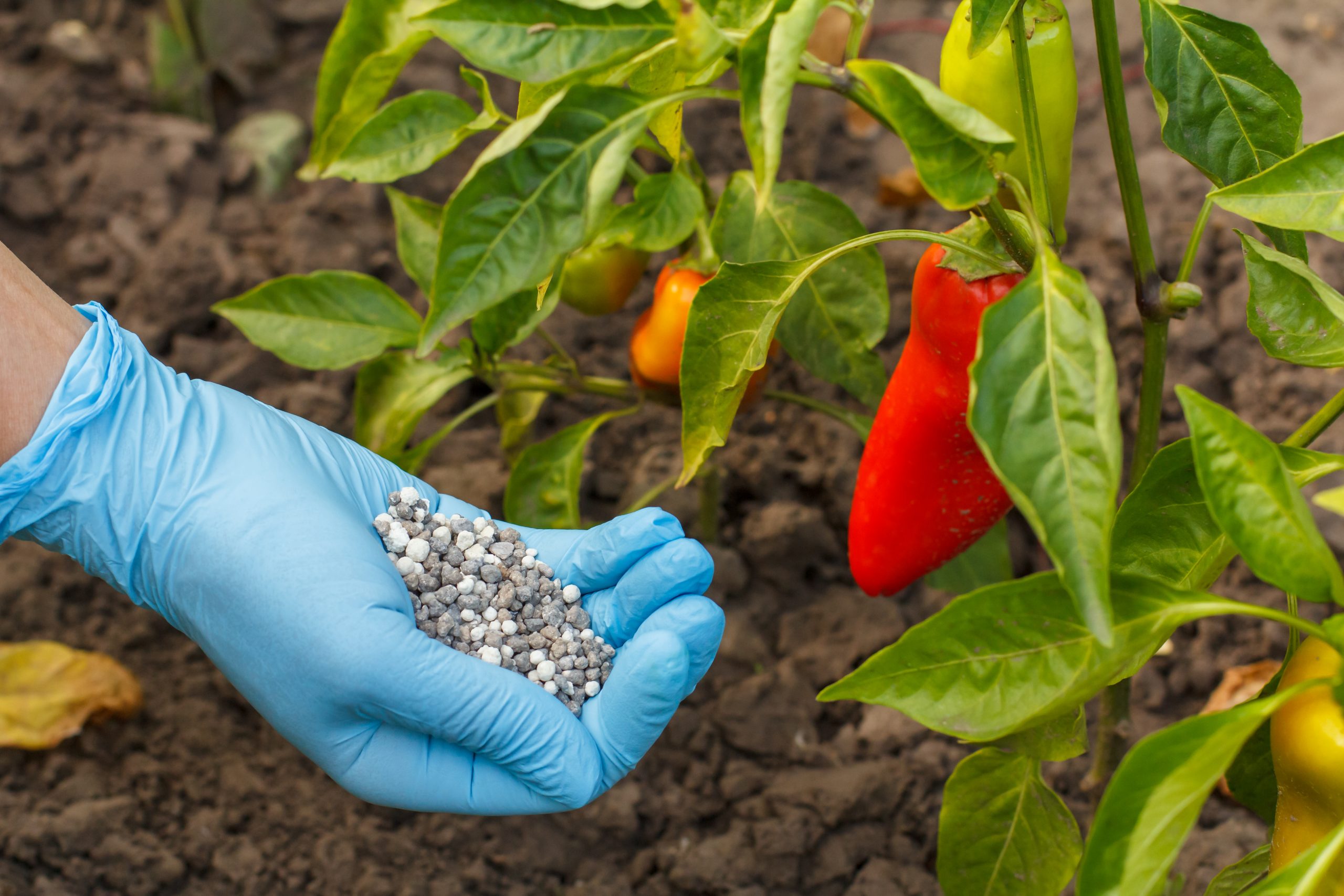 Philippines Controlled Release Fertilizer Market Outlook to 2035 farmer-hands-rubber-gloves-holds-chemical-fertilizer-give-it-bell-pepper-bushes-scaled