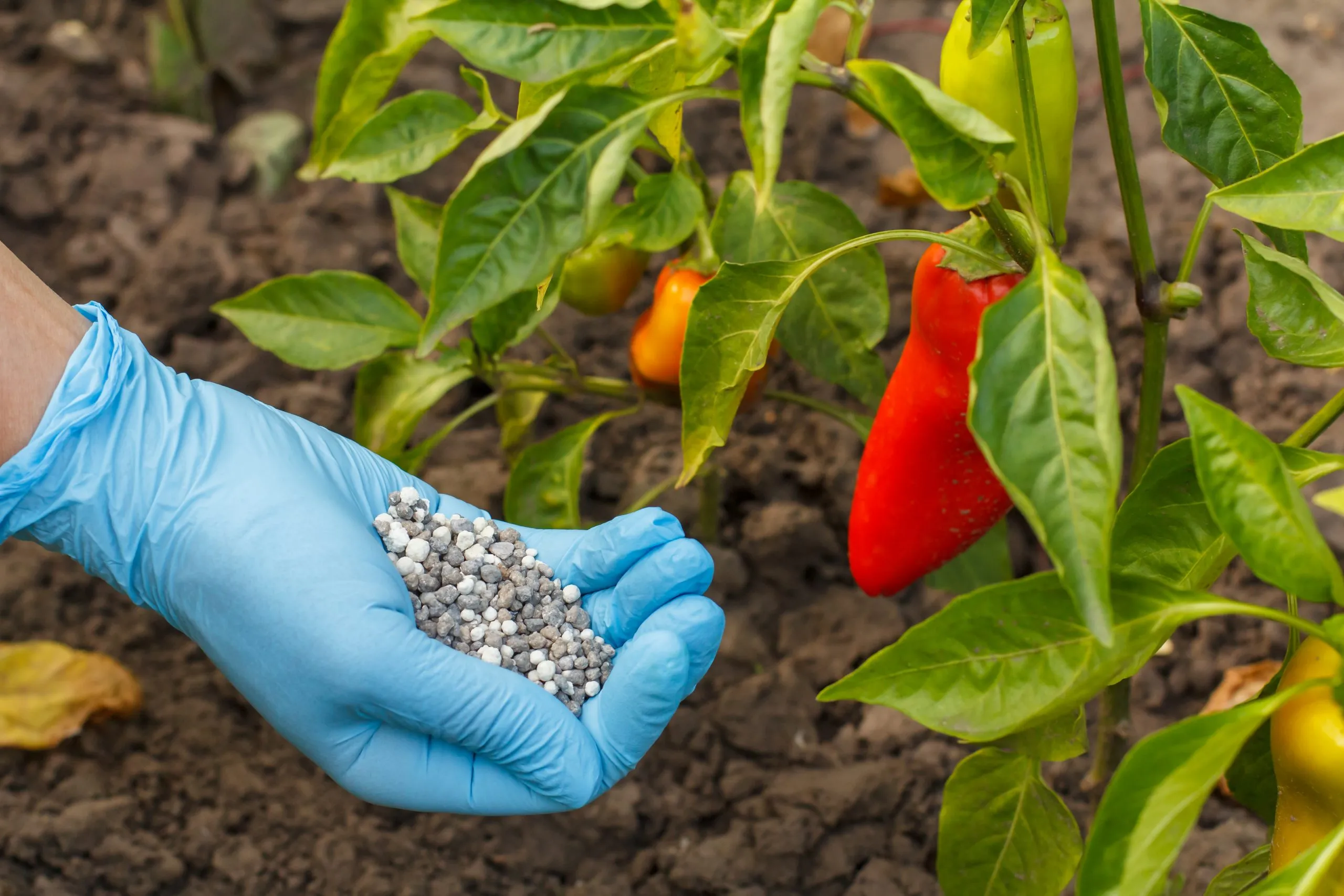 Philippines Controlled Release Fertilizer Market Outlook to 2035 farmer-hands-rubber-gloves-holds-chemical-fertilizer-give-it-bell-pepper-bushes-scaled