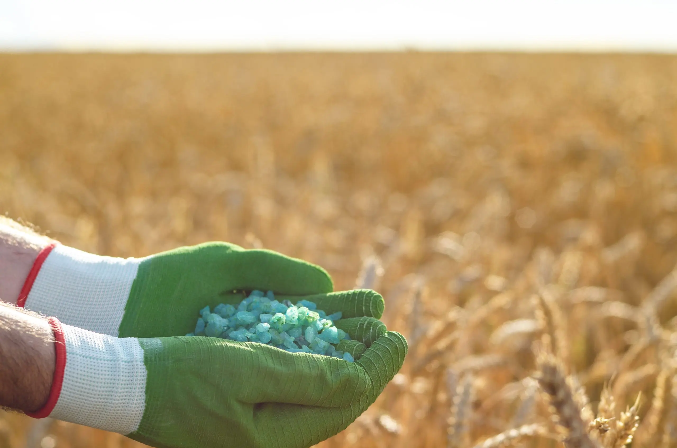 Brazil Controlled Release Fertilizer Market Outlook to 2035 farmer-hold-fertilizers-his-hands-with-wheat-field-background-plants-care-feeding-concept-scaled