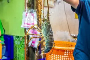 Brazil Insect Repellent Market Expands at Over 6 Percent CAGR Driven by Health Awareness
