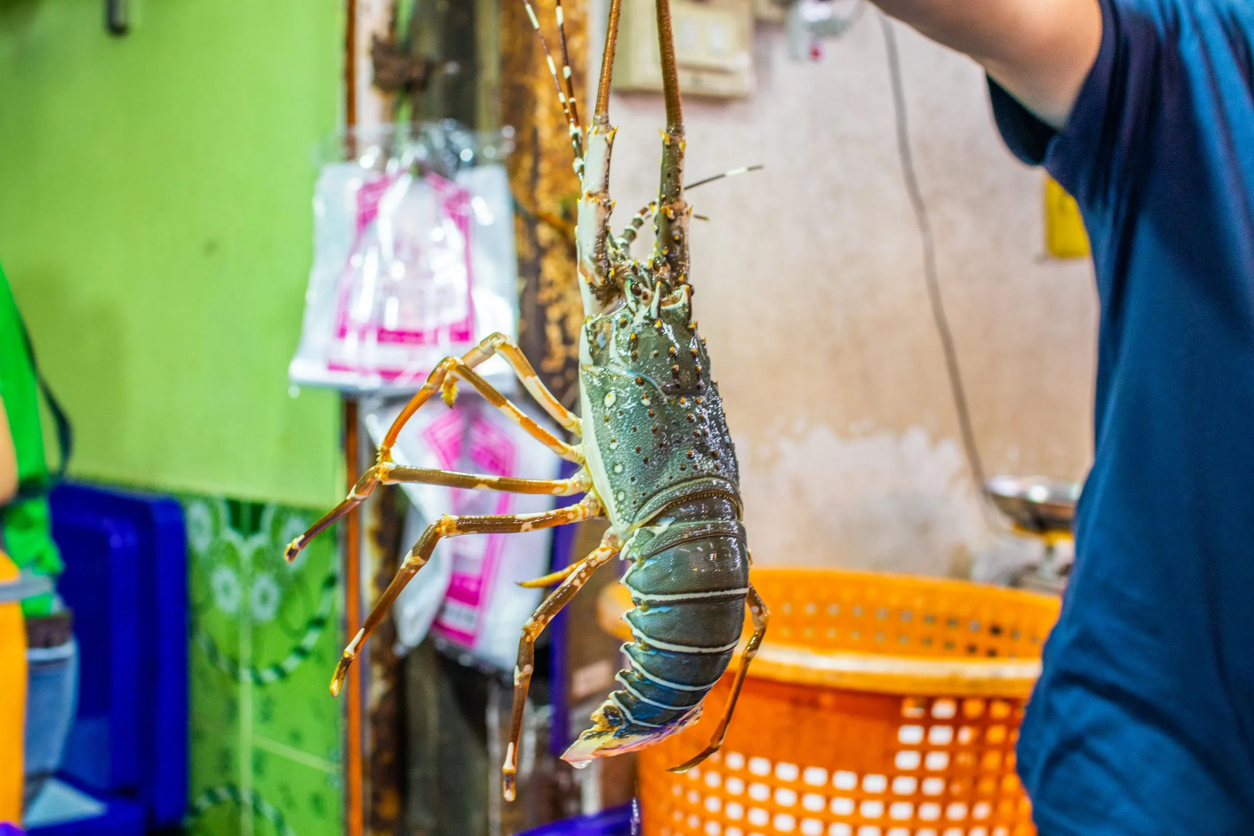 Brazil Insect Repellent Market Expands at Over 6 Percent CAGR Driven by Health Awareness fresh-caught-seafood-sale-street-market-scaled