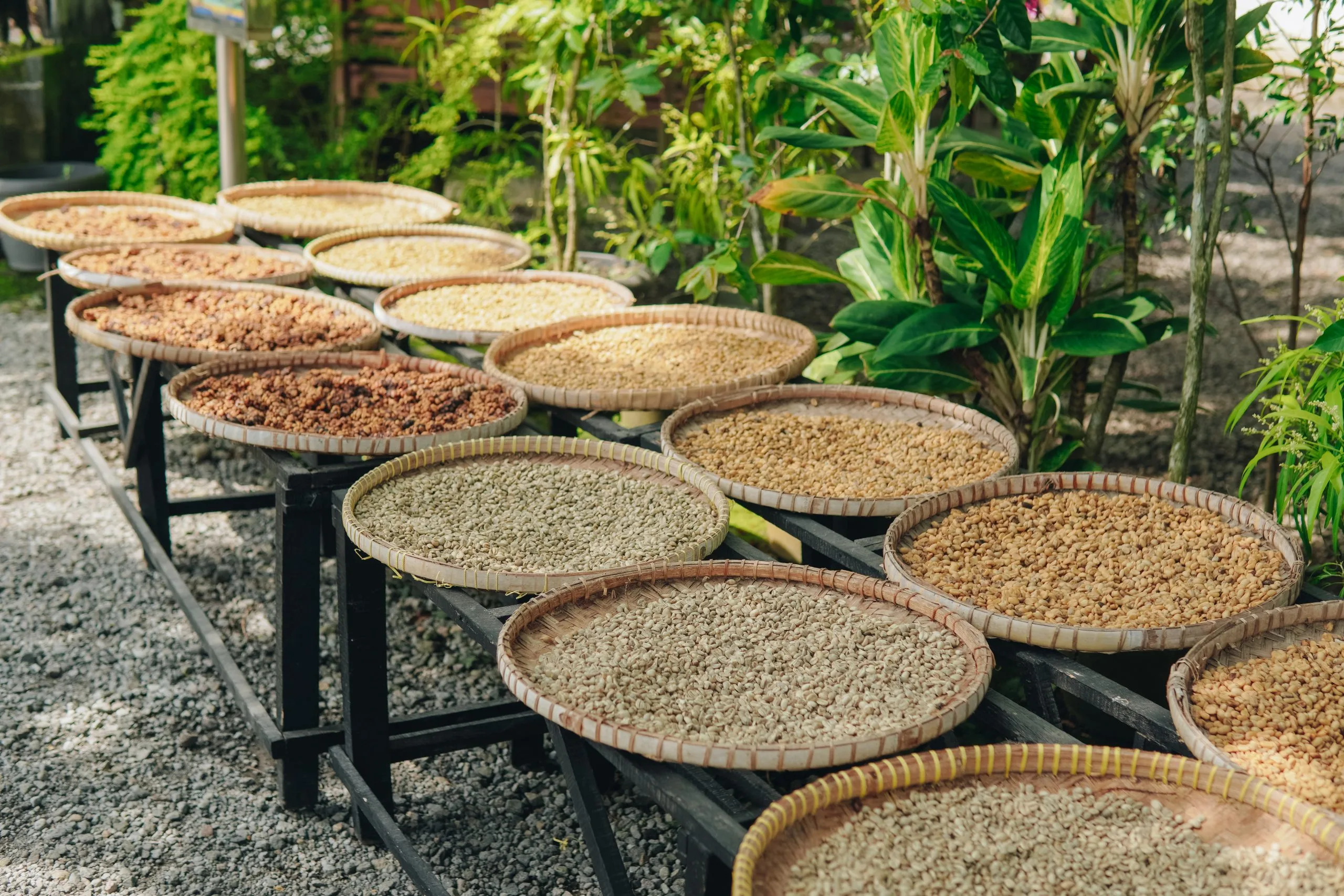 USA Micronutrient Fertilizer Market Outlook to 2035 indonesian-kopi-luwak-civet-coffee-sunlight-dry-before-washed-grind-roasted-scaled