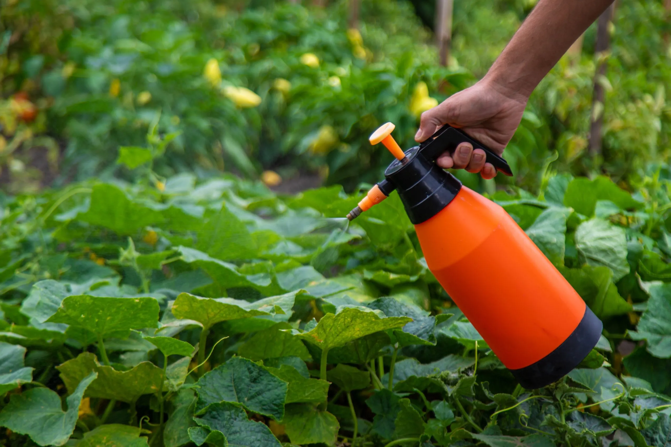 India Insecticide Market Outlook to 2035 man-sprays-cucumbers-garden-selective-focus-scaled