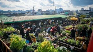 Japan Agribusiness Market Expands with Rising 1.5 Trillion Yen Export Performance