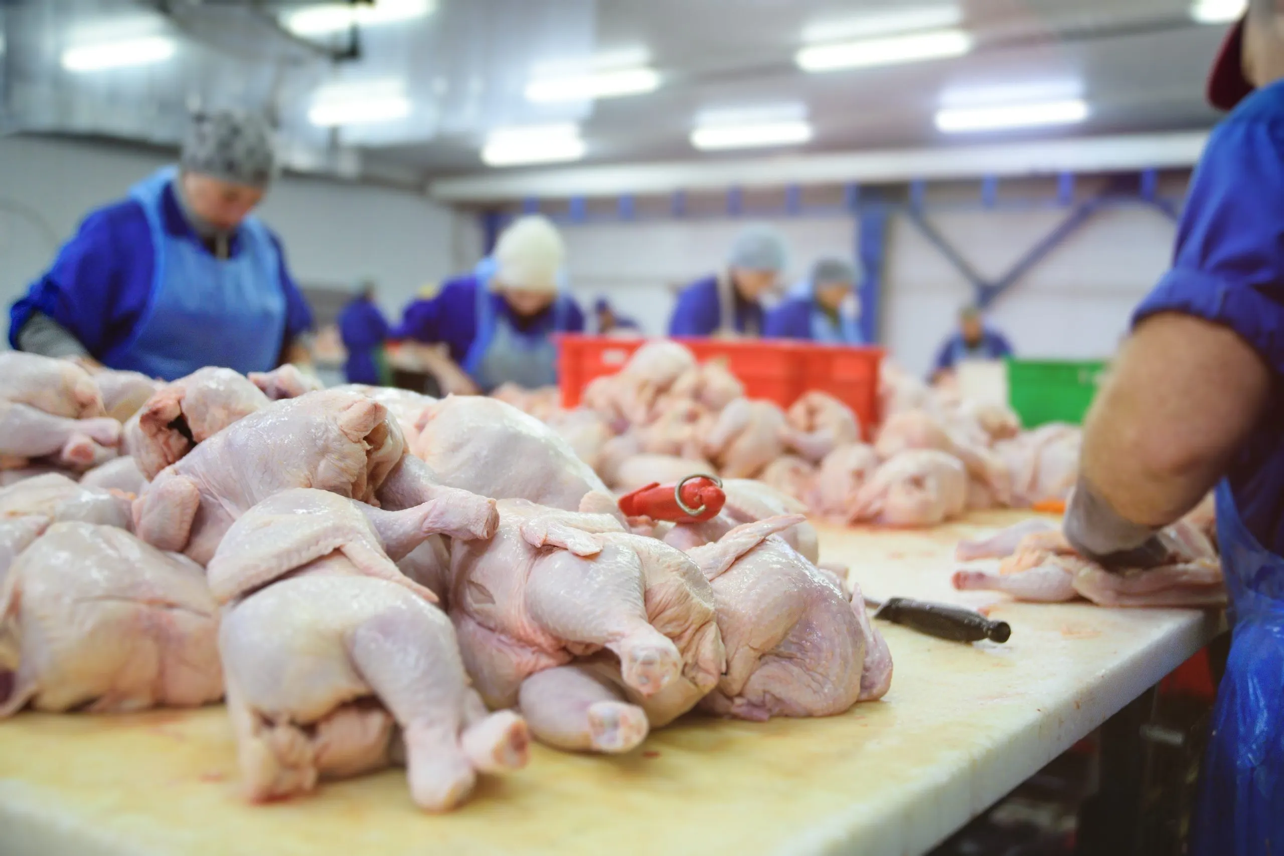 Nigeria Poultry Meat Market Benefits from 9.66 Percent Sector Growth Amid Rising Affordable Protein and Retail Demand poultry-processing-food-industry-scaled