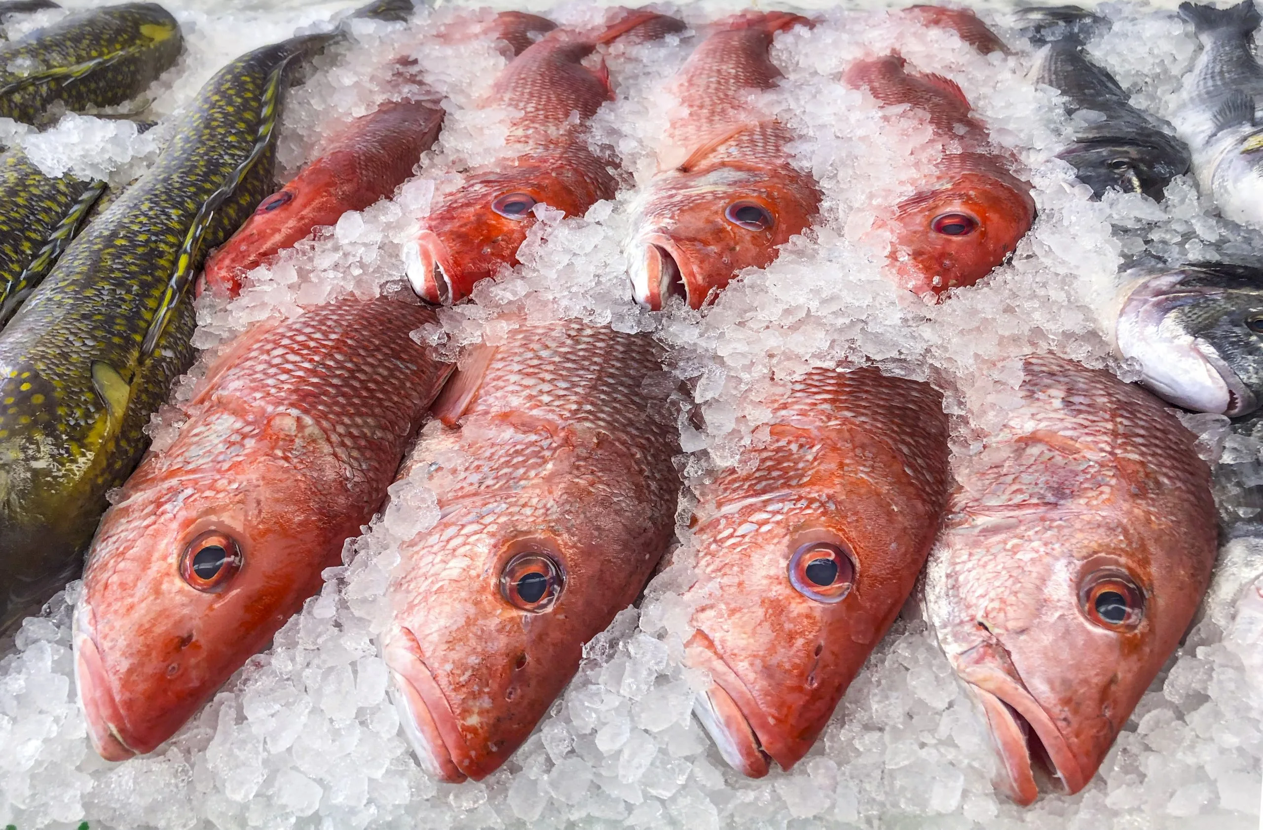 India Frozen Seafood Industry Crosses 1.4 Billion Dollars With Rapid Expansion red-snapper-fish-fishmonger-ice-scaled