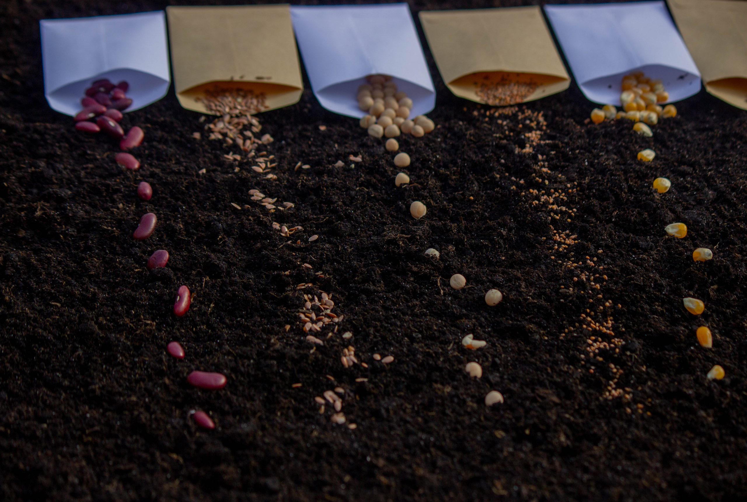 South Africa Micronutrient Fertilizer Market Outlook to 2035 seeds-bags-ground-preparation-spring-planting-nature-scaled