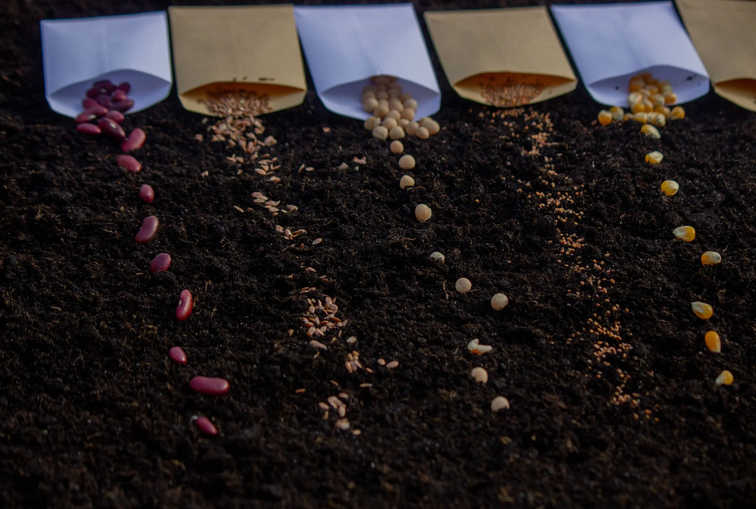 South Africa Micronutrient Fertilizer Market Outlook to 2035 seeds-bags-ground-preparation-spring-planting-nature-scaled