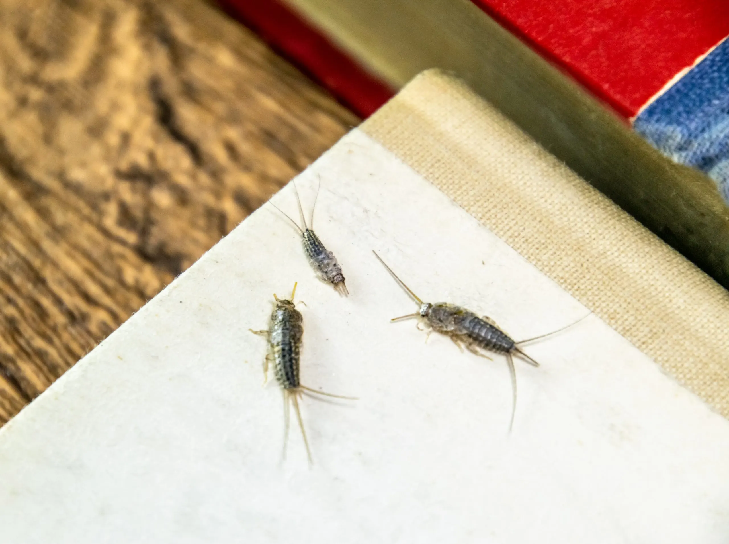 Singapore Insect Repellent Market Surpasses 100 Million Driven by Dengue Prevention Demand thermobia-domestica-pest-books-newspapers-lepismatidae-insect-feeding-paper-silverfish-scaled