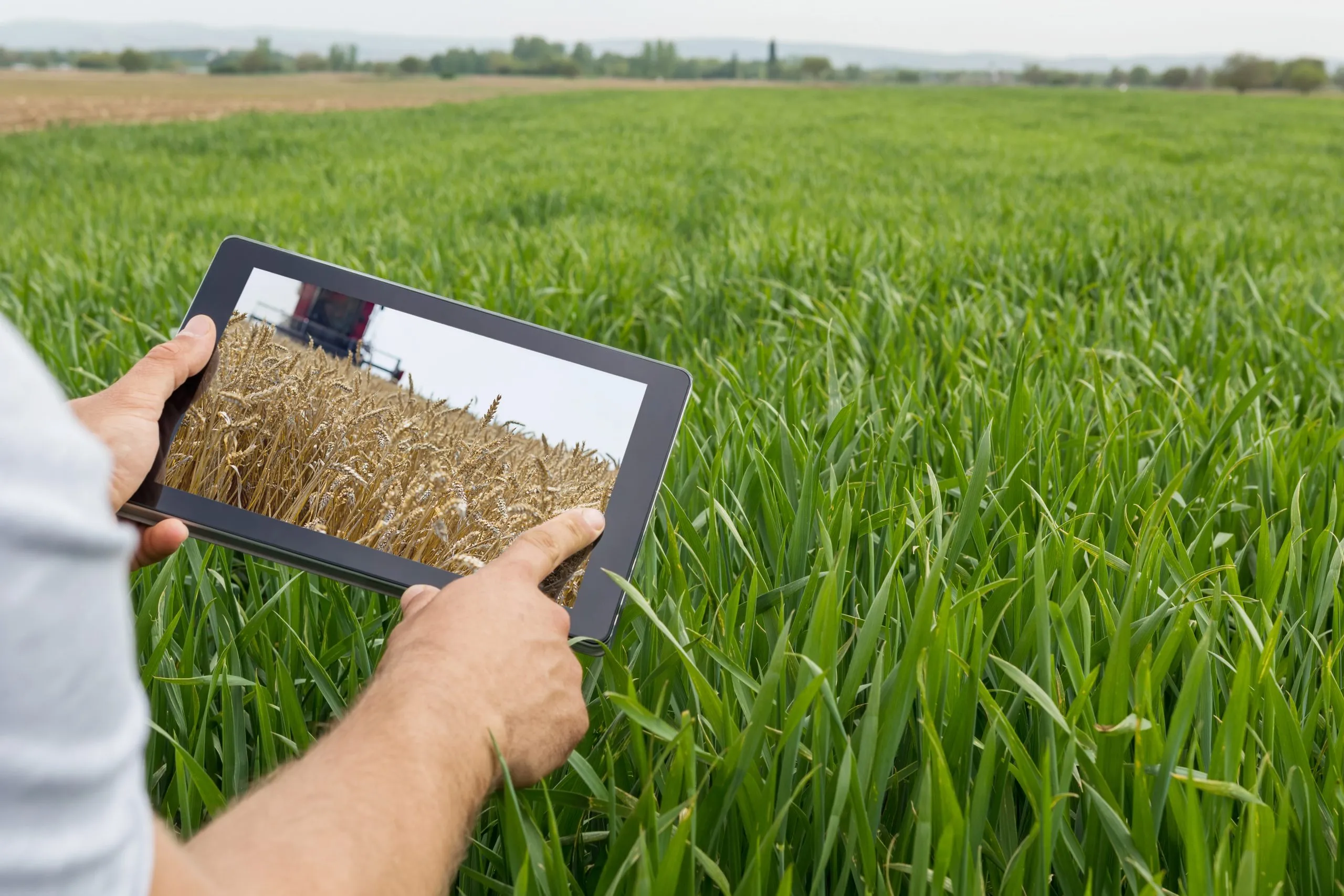 UK Controlled Release Fertilizer Market Outlook to 2035 using-tablet-wheat-field-modern-agriculture-wheat-futures-concept-scaled
