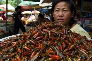 Philippines Insect Repellent Market Surpasses 150 Million Demand Driven by Mosquito Control Needs