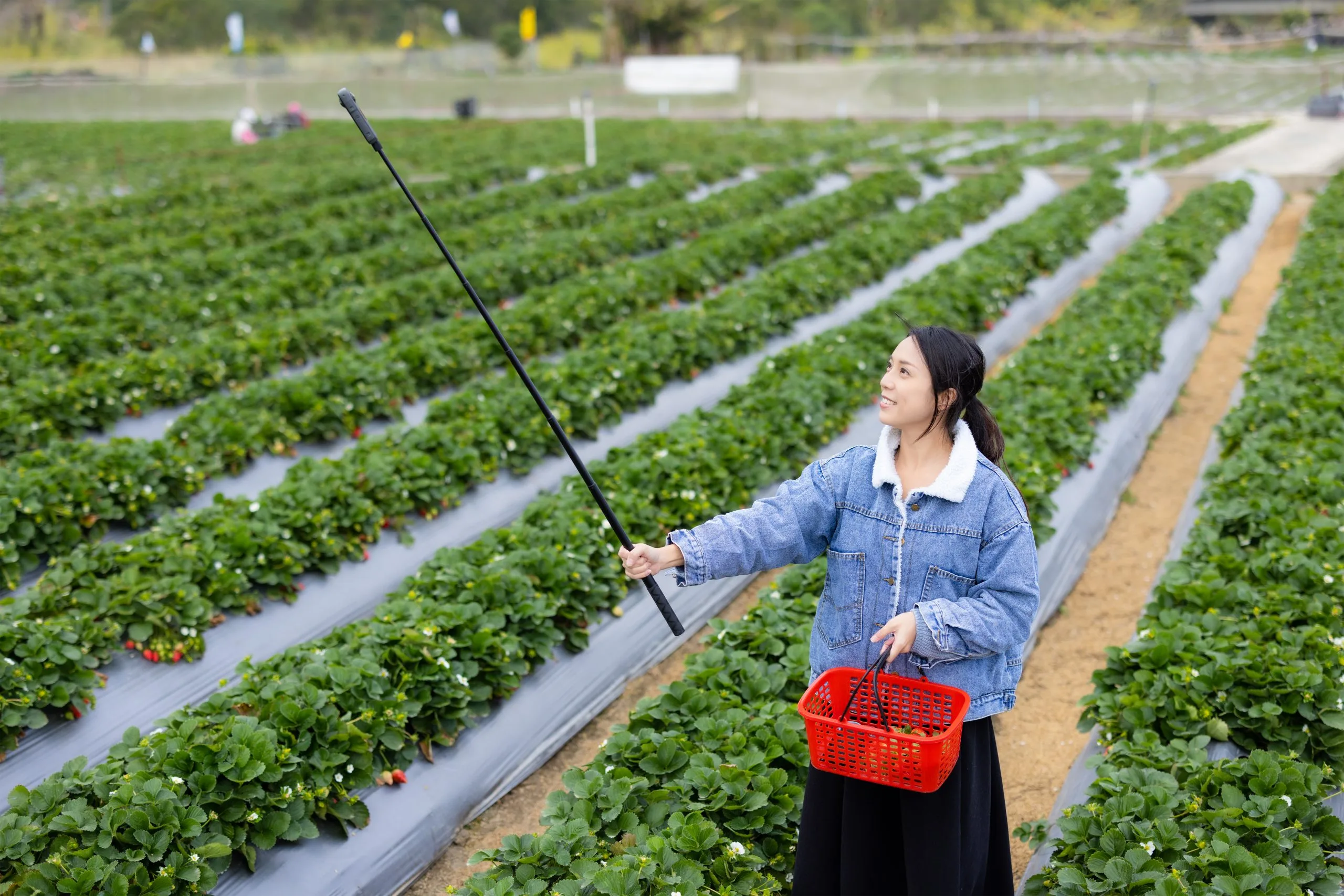 Japan Glyphosate Market Supported by Herbicide Demand Across Over 4 Million Hectares of Farmland woman-use-360-camera-take-photo-strawberry-field-scaled