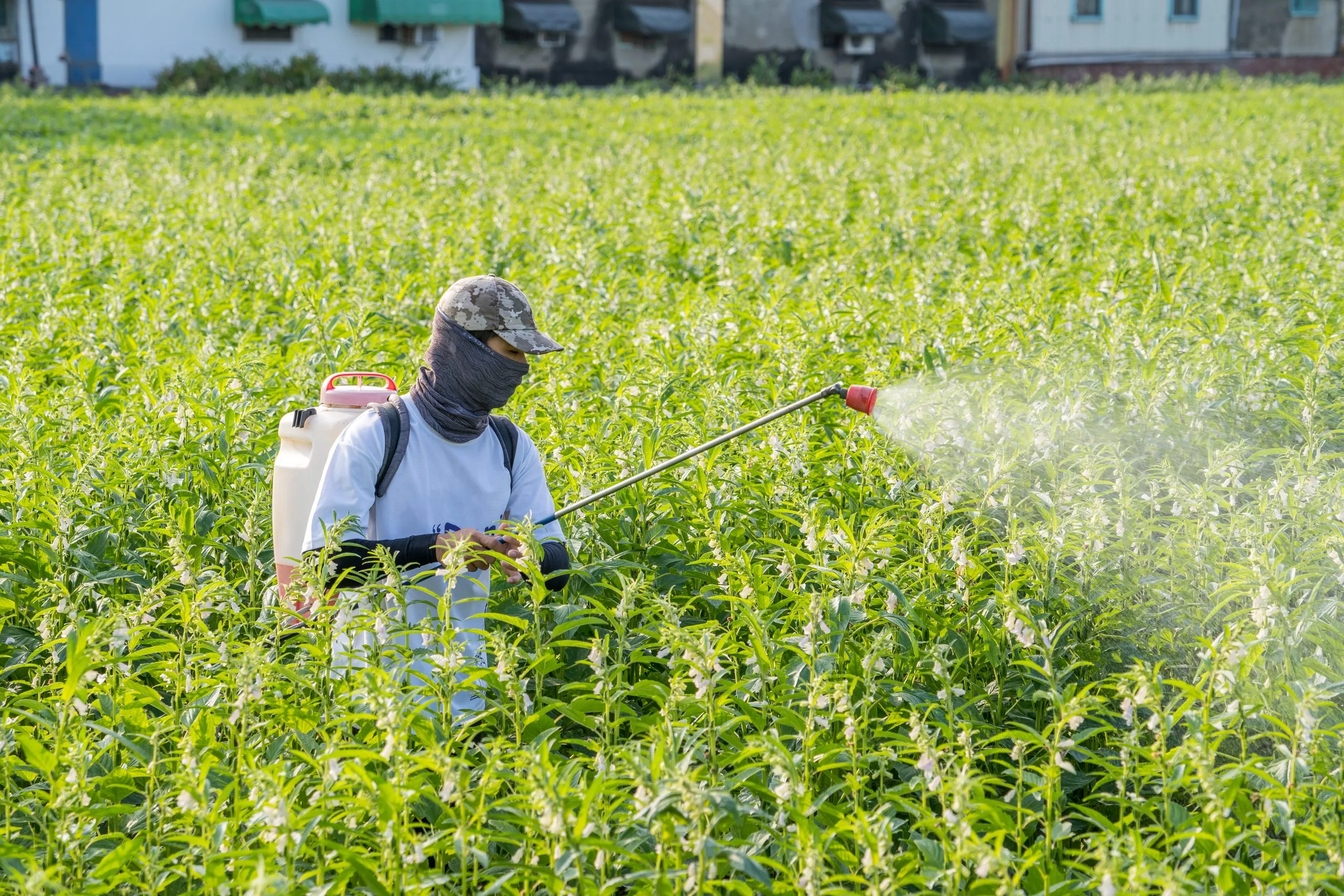 South Africa Insecticide Market Outlook to 2035 young-man-farmer-spraying-pesticides-farm-chemicals-his-own-sesame-field-scaled