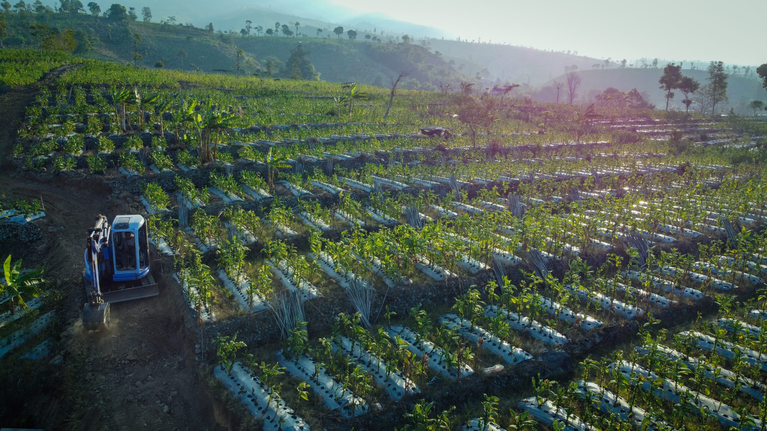 Philippines Controlled Release Fertilizer Market Strengthens as Asia-Pacific Controlled Release Fertilizers Grow at 7.60 Percent CAGR aerial-view-farmer-tractor-working-large-tobacco-plantation-scaled