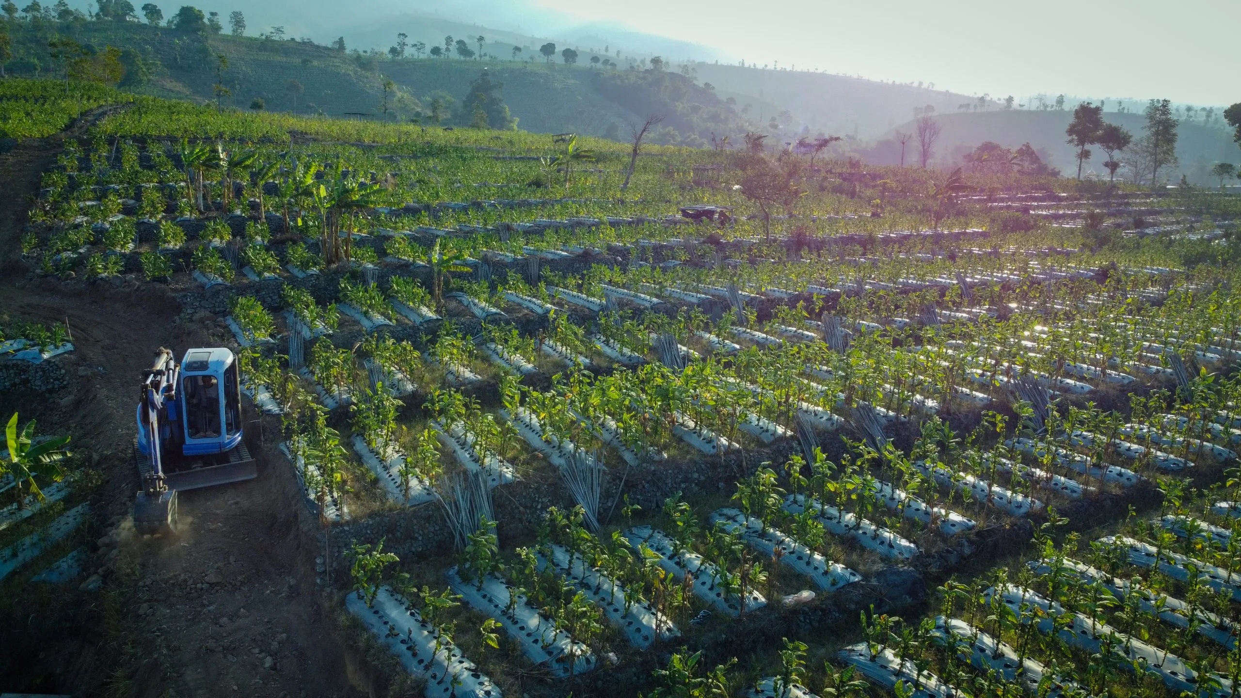 Philippines Controlled Release Fertilizer Market Strengthens as Asia-Pacific Controlled Release Fertilizers Grow at 7.60 Percent CAGR aerial-view-farmer-tractor-working-large-tobacco-plantation-scaled