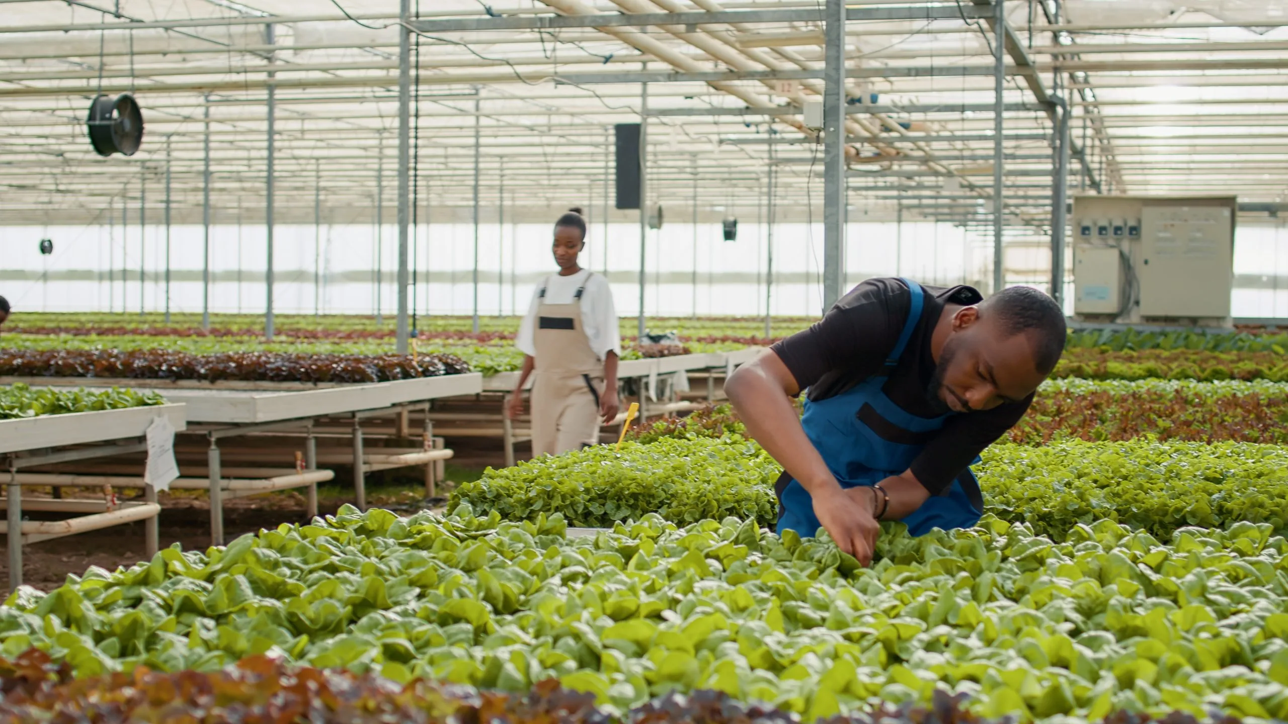 Nigeria Vertical Farming Market Expands as Global Vertical Farming Growth Tracks 18.94 Percent CAGR african-american-lettuce-picker-doing-quality-control-green-plants-greenhouse-inspecting-seedlings-farm-worker-hydroponic-enviroment-doing-damage-control-bio-farm-with-organic-crops-scaled