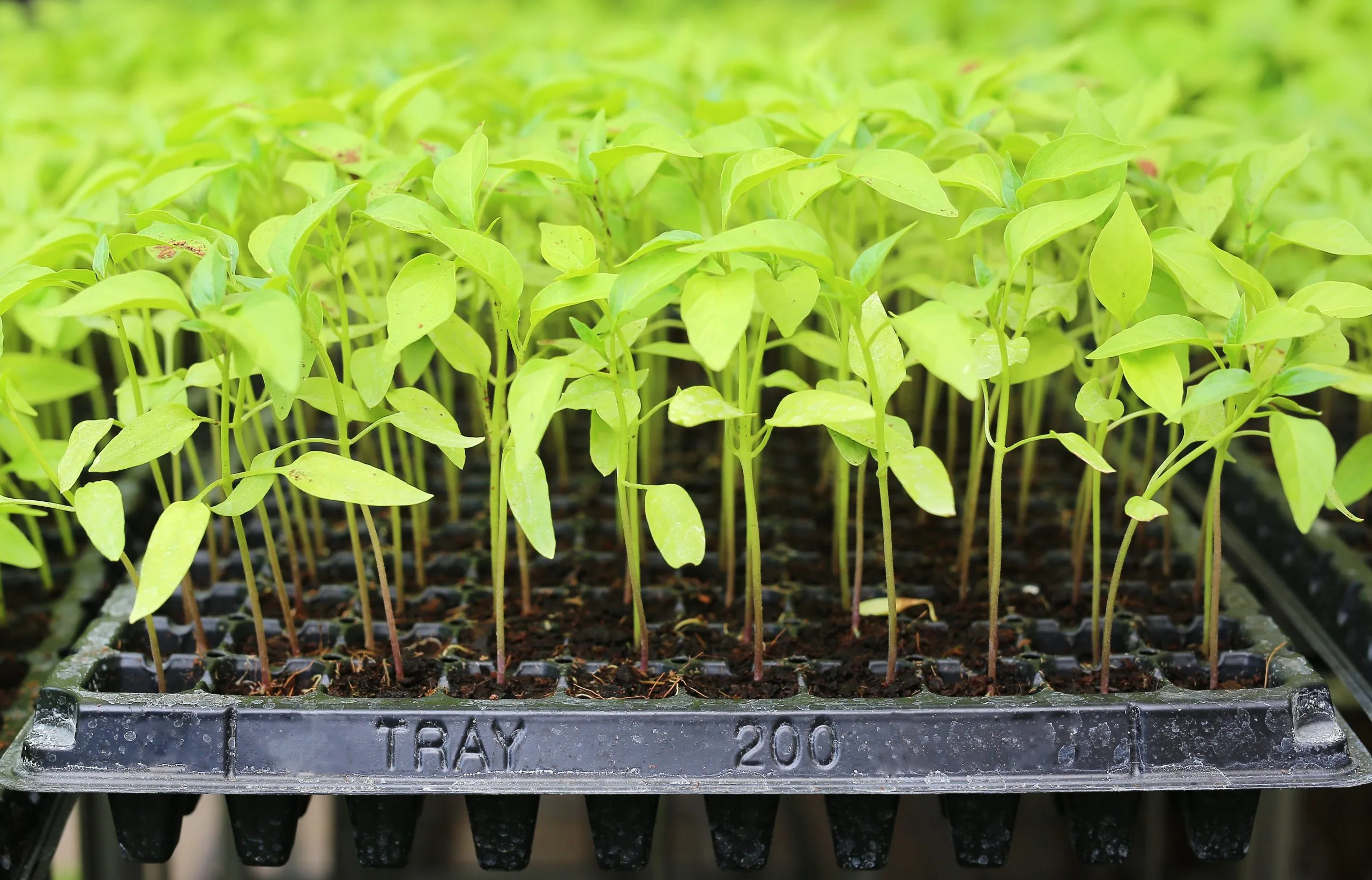 Vietnam Controlled Release Fertilizer Market Benefits as Asia-Pacific Controlled Release Fertilizers Reach USD 1.12 Billion baby-chili-plants-greenhouse-scaled