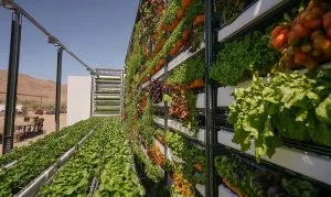 KSA Vertical Farming Market Strengthens as Controlled Environment Agriculture Moves Toward USD 3.86 Billion