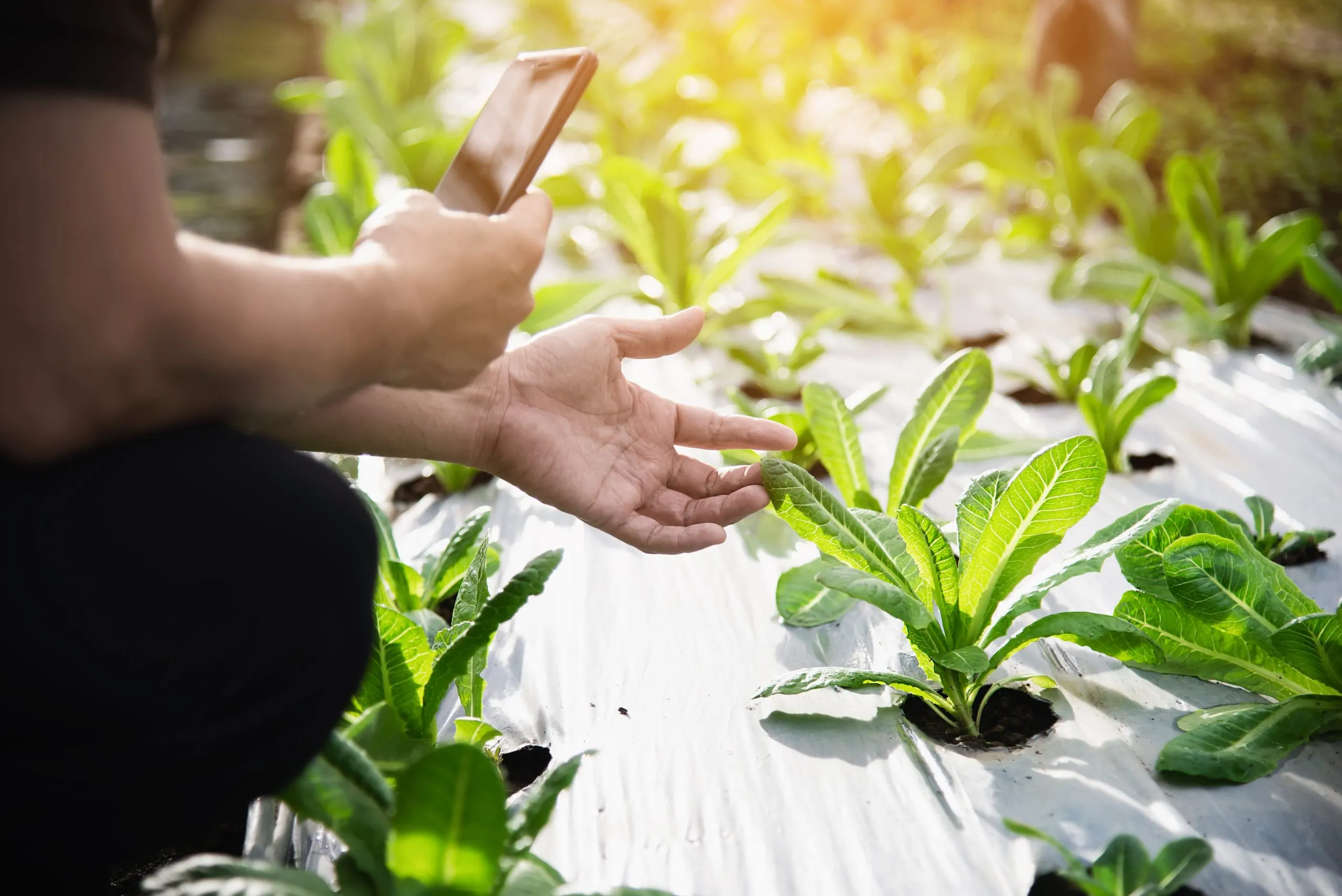 Climate-Smart Agriculture Solutions Address Productivity Challenges in Resource-Constrained Regions climate-smart-agriculture-market-entry-scaled