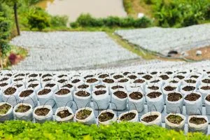 Vietnam Micronutrient Fertilizer Market Supported by Agricultural Exports Exceeding USD 62 Billion