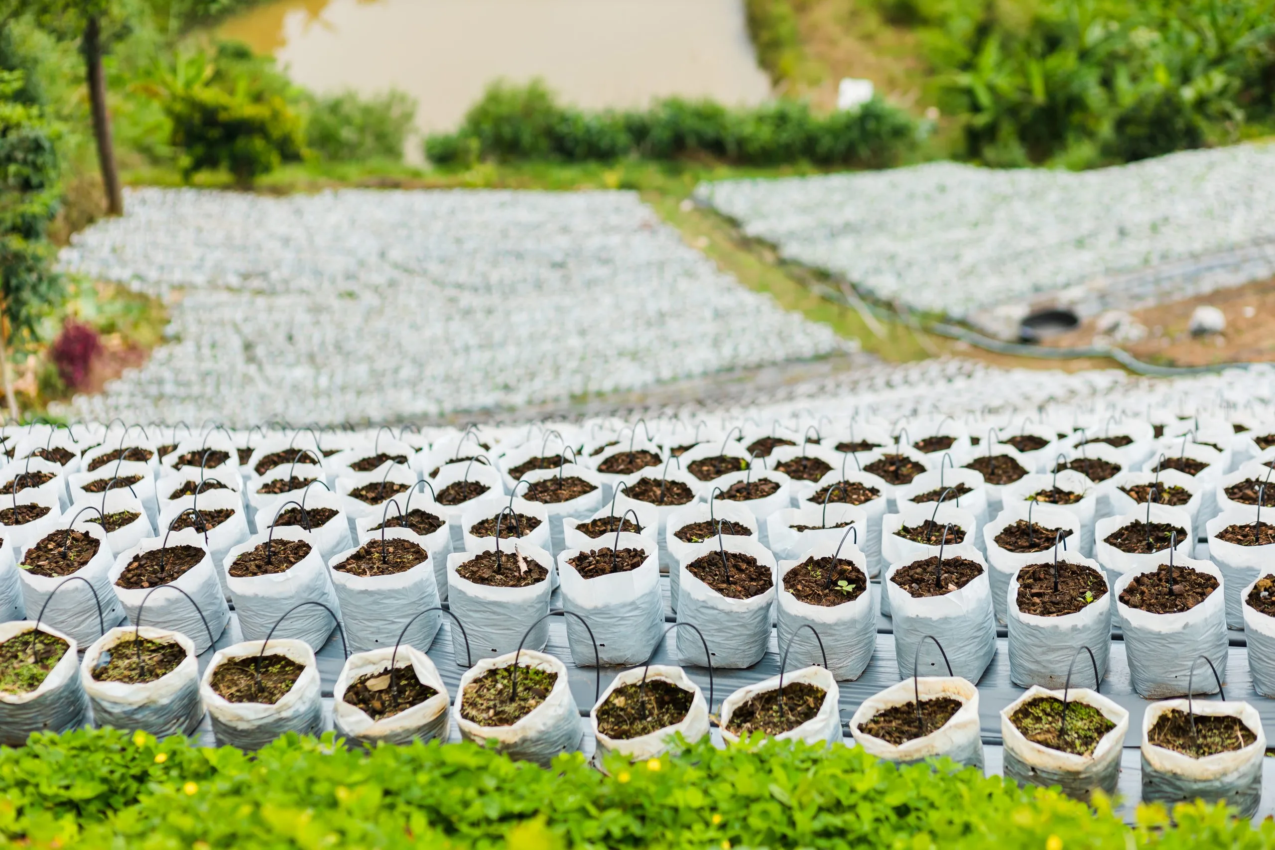 Vietnam Micronutrient Fertilizer Market Supported by Agricultural Exports Exceeding USD 62 Billion close-up-snake-footpath-scaled