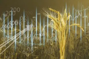 Comparing Crop Prices Across Domestic and International Agricultural Markets 