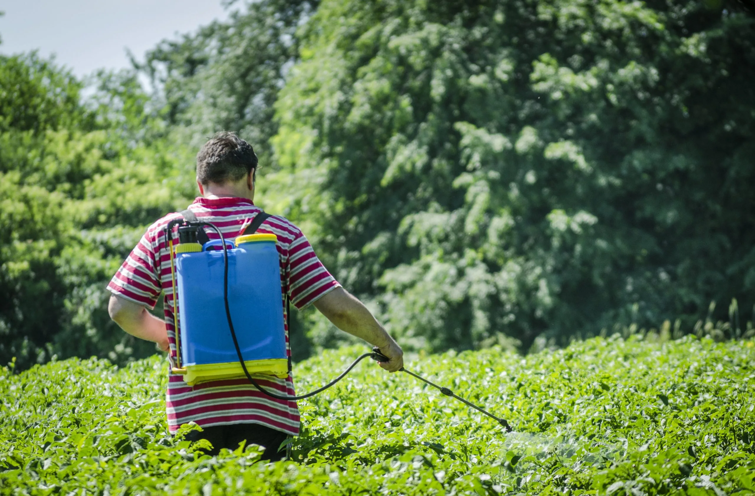 UAE Herbicide Market Builds Opportunity as Pesticide Demand Heads Toward USD 246.98 Million farm-worker-sprinkling-potatoes-with-poison-from-colorado-potato-beetle-scaled