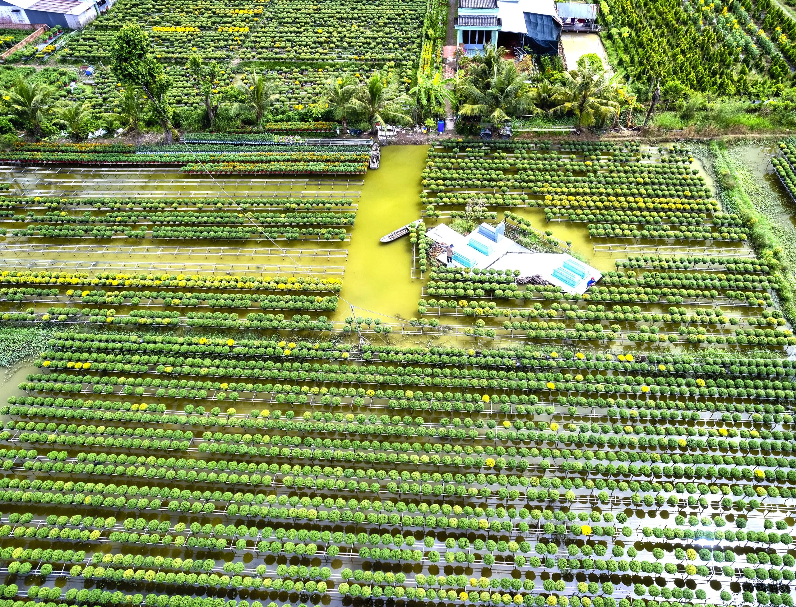 Singapore Micronutrient Fertilizer Market Driven by Food Imports Exceeding 90% of National Requirements garden-water-yellow-daisies-aerial-view-preparing-harvest-they-are-hydroponic-planted-scaled