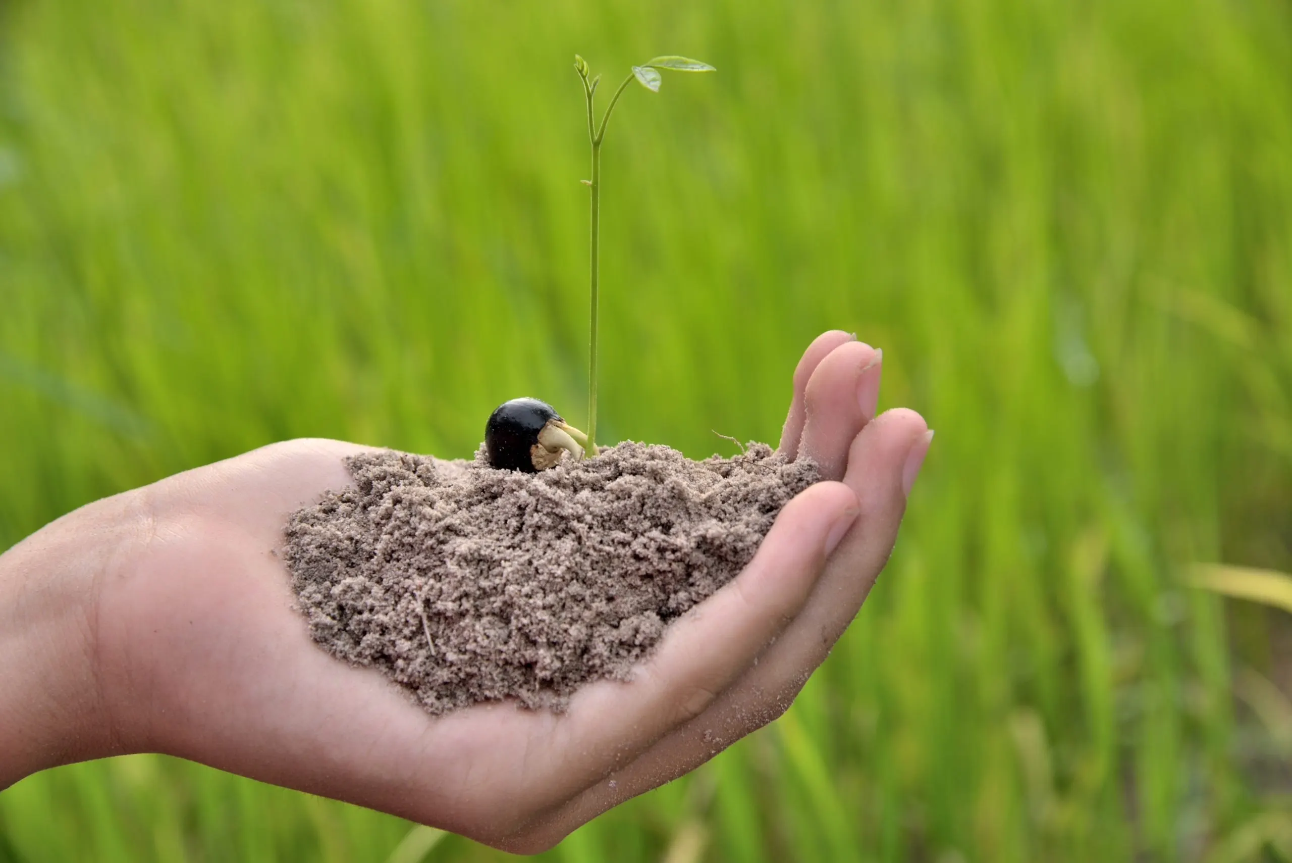 Brazil Controlled Release Fertilizer Market Moves Toward Growth as Specialty Fertilizers Head to USD 2.68 Billion hand-holding-young-plant-with-green-nature-background-scaled