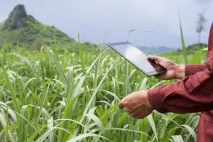 How Crop Pricing Competitiveness Influences Agricultural Export Success 