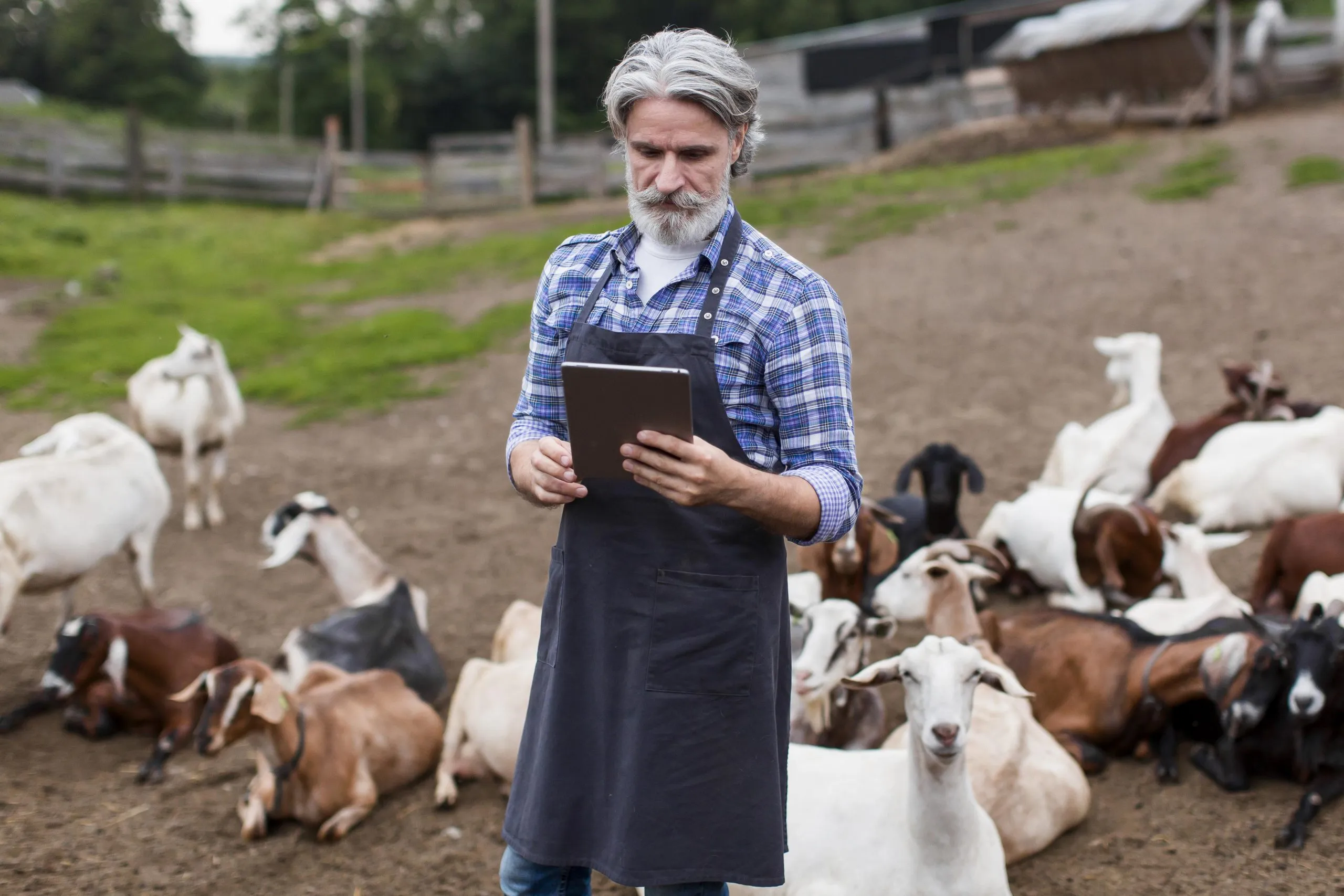 Livestock Markets Expand with Rising Global Demand for Protein and Dairy Products livestock-farming-market-entry-strategy-scaled