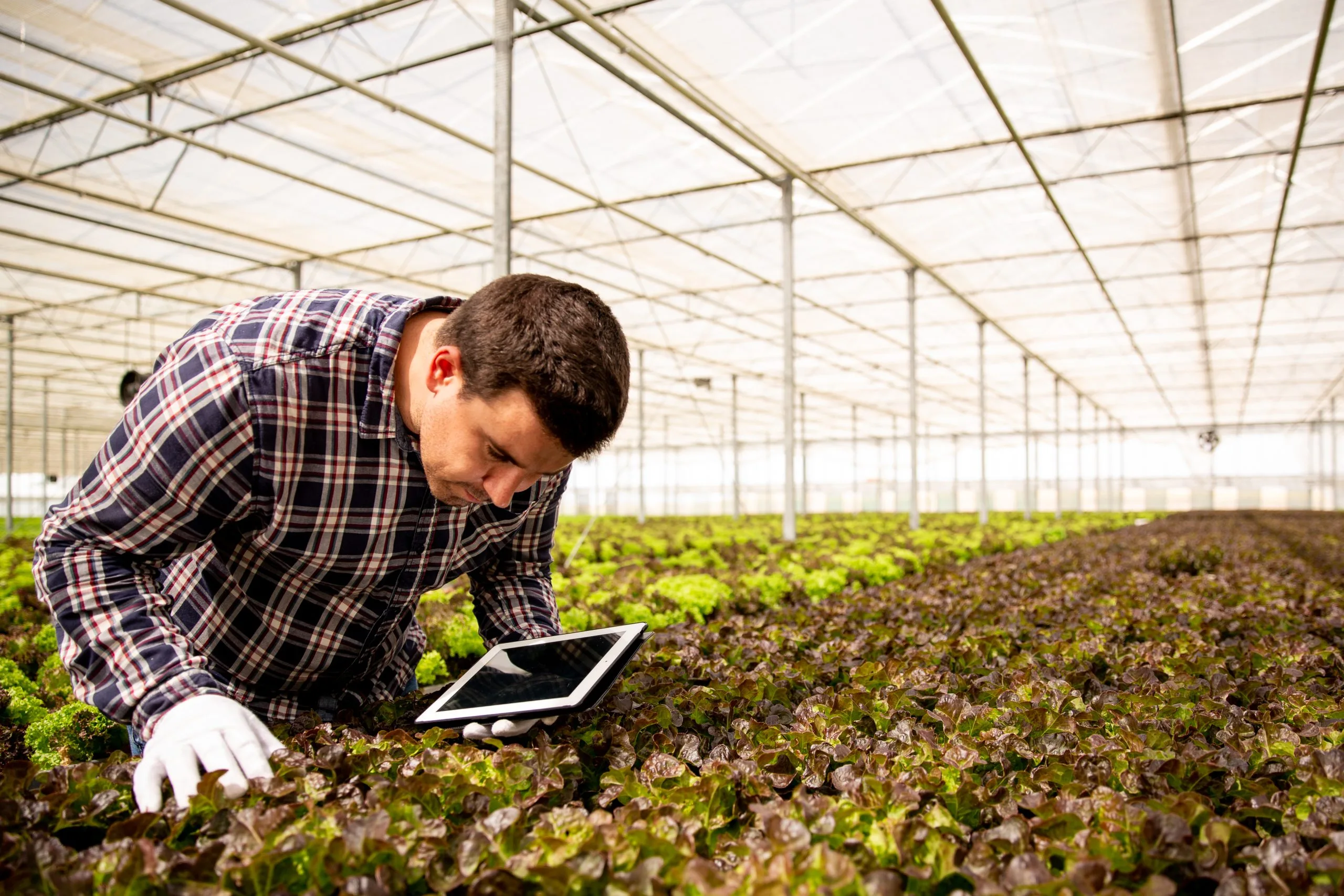 Organic Farming Pricing Strategies for Markets with Growing Consumer Demand organic-farming-competitive-pricing-consulting-scaled