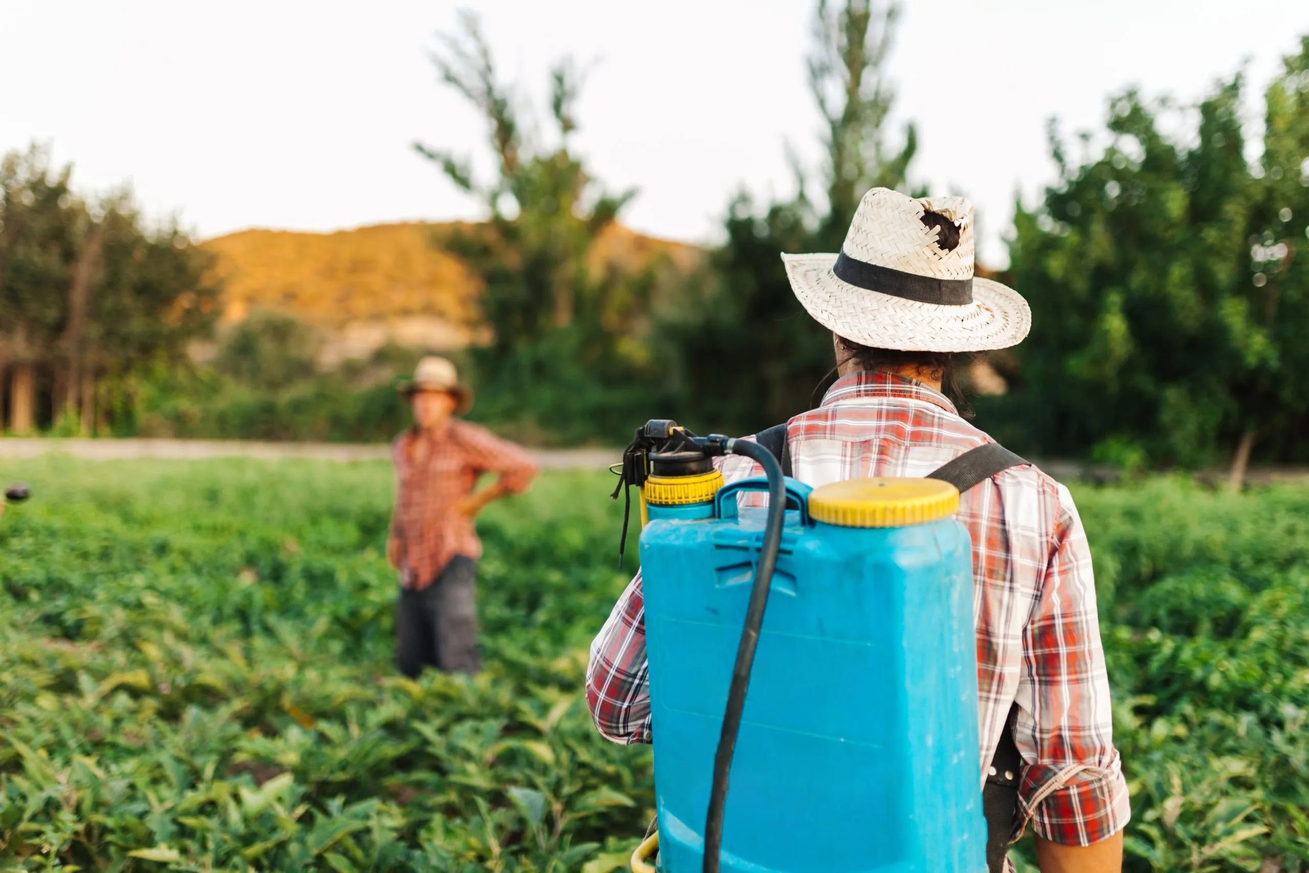 India Insecticide Market Builds Opportunity as Crop Protection Chemicals Head Toward USD 3.36 Billion people-by-plants-farm-scaled
