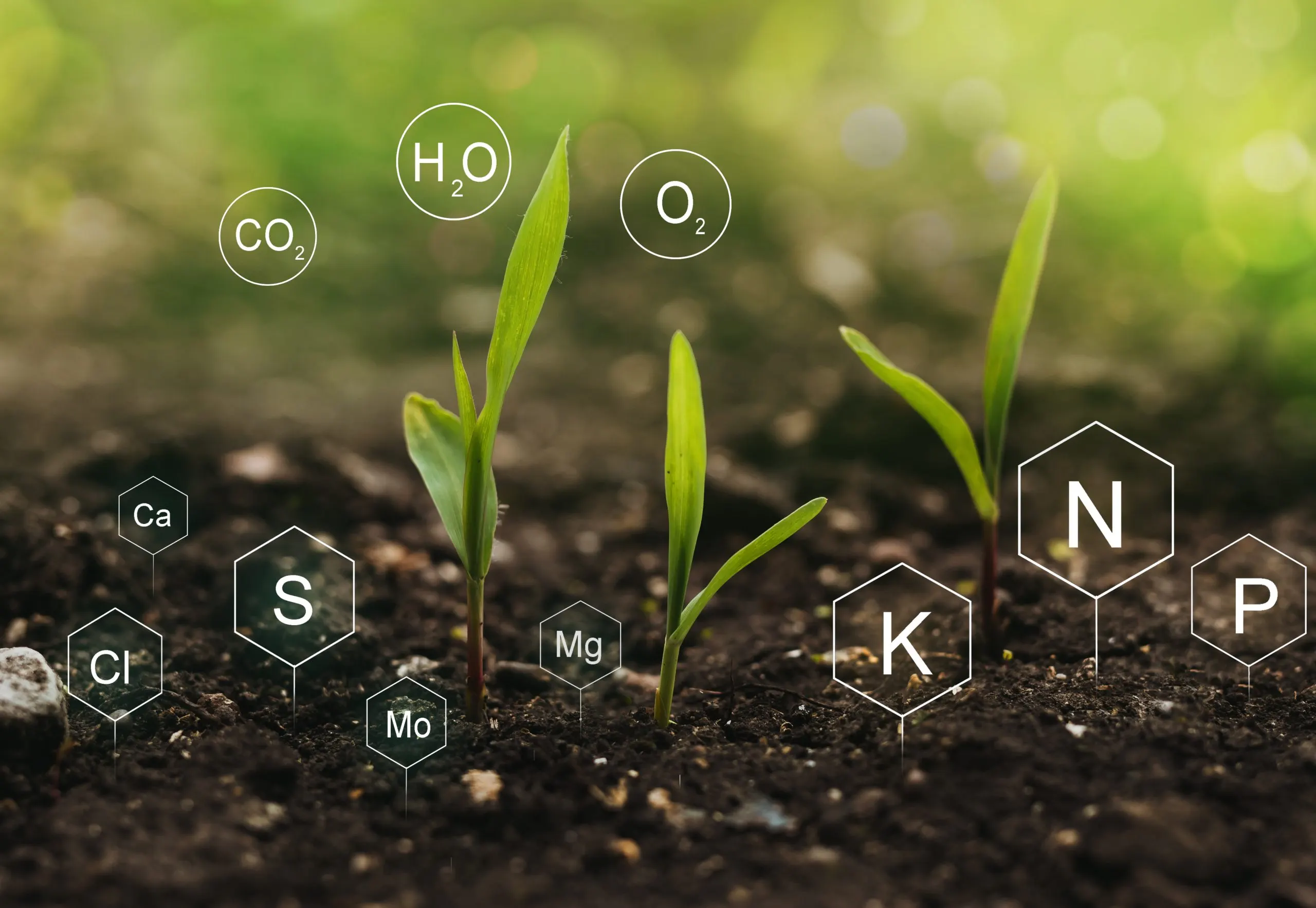 Comparing Plant Nutrient Prices Across Product Categories and Supplier Networks plant-nutrient-product-price-comparison-scaled