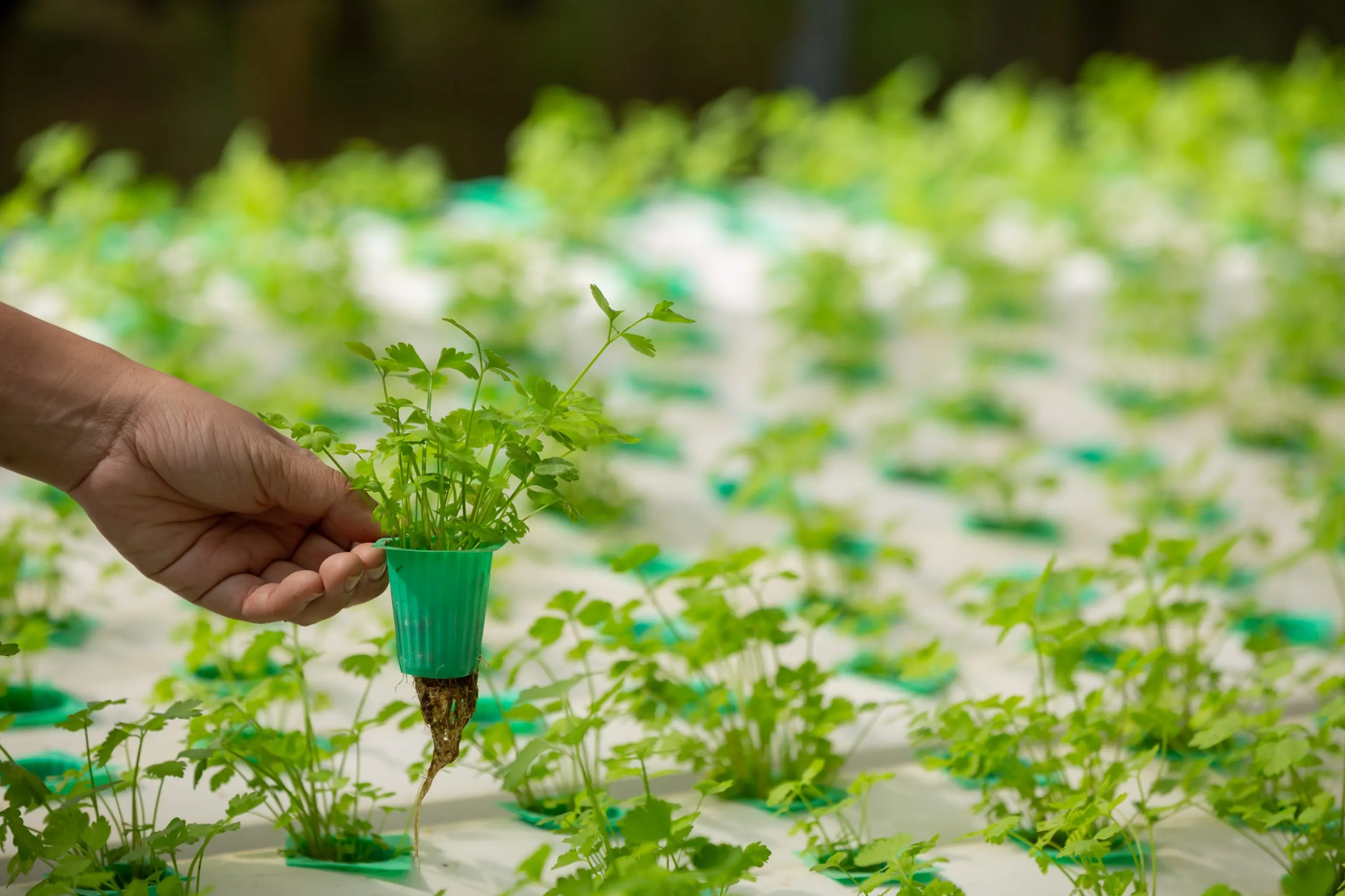 Regenerative Farming Models Gain Adoption as Soil Health and Sustainability Become Strategic Priorities regenerative-farming-market-entry-strategy-scaled