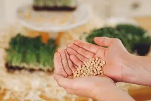 Benchmarking Seed Prices Across Brands Competing on Genetics and Performance 