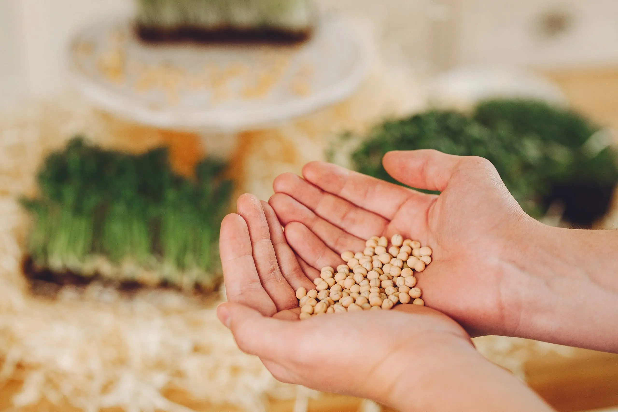 Benchmarking Seed Prices Across Brands Competing on Genetics and Performance seed-product-price-benchmarking-scaled