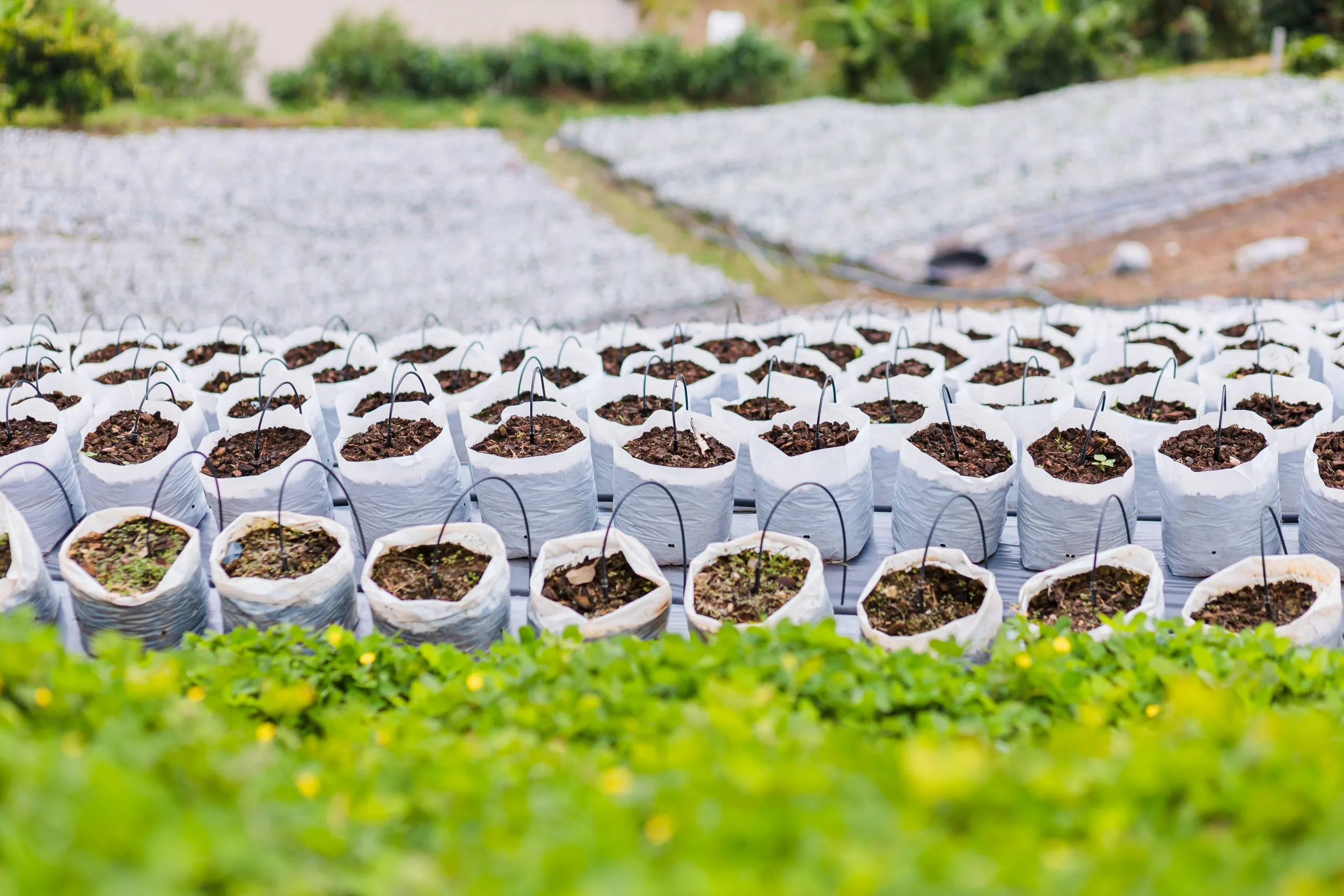 India Controlled Release Fertilizer Market Supports Specialty Fertilizer Growth as India Market Reaches USD 1.27 Billion surface-level-agricultural-field-scaled