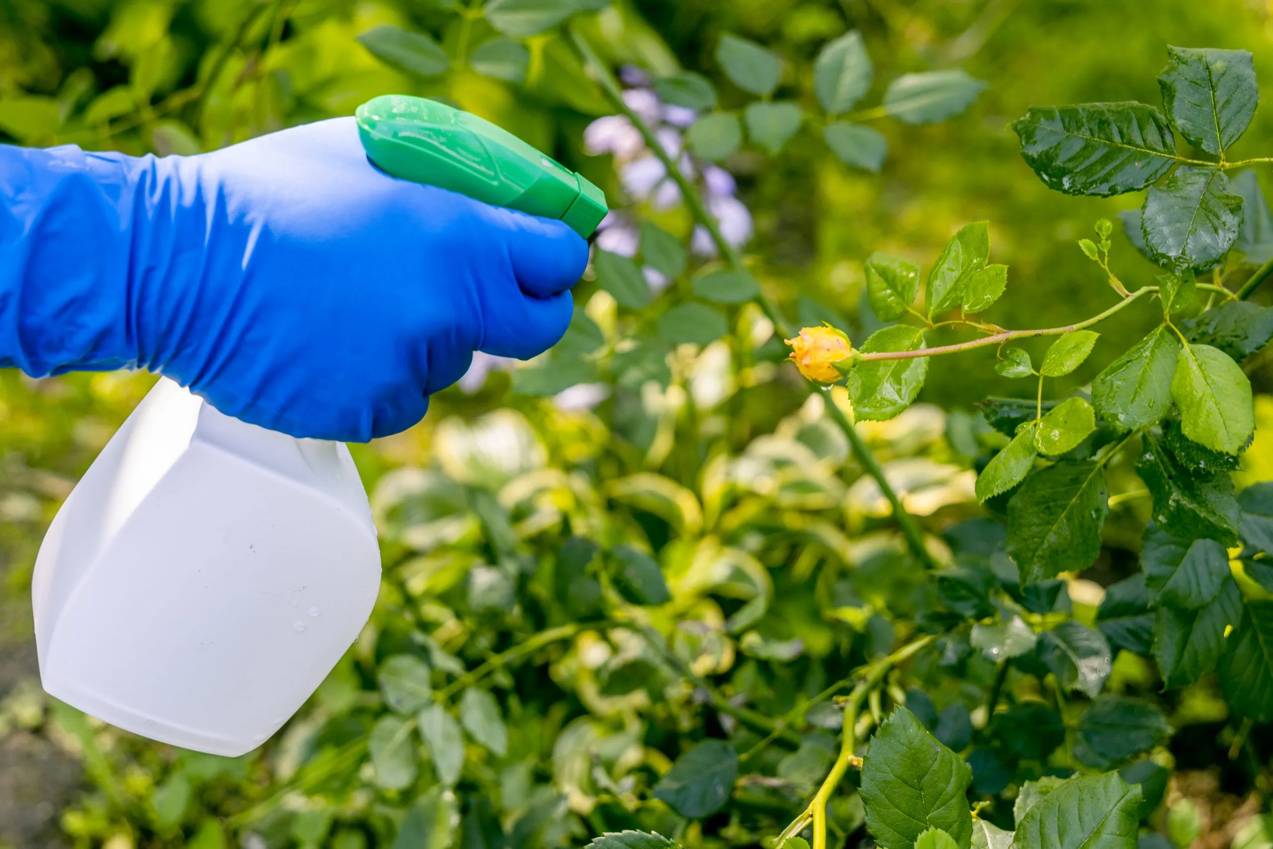 Vietnam Herbicide Market Reaches USD 128.16 Million as Chemical Weed Control Demand Strengthens treatment-garden-young-shoots-roses-from-aphids-whiteflies-insect-pests-scaled