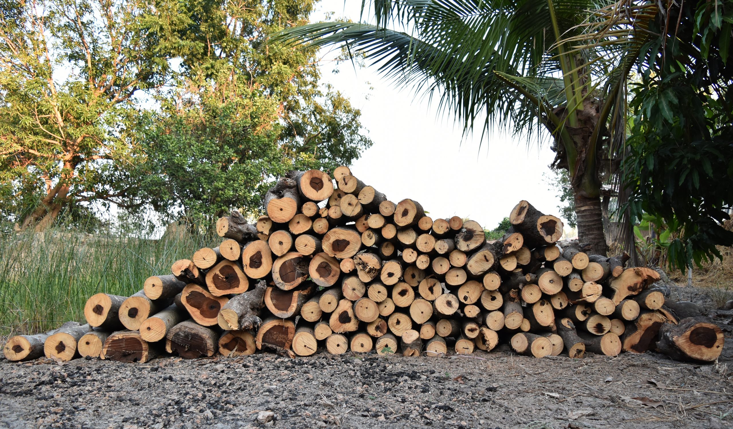 UAE Sawnwood Market Creates Opportunities as UAE Coniferous Imports Reach 764 Thousand Cubic Meters uae-scaled