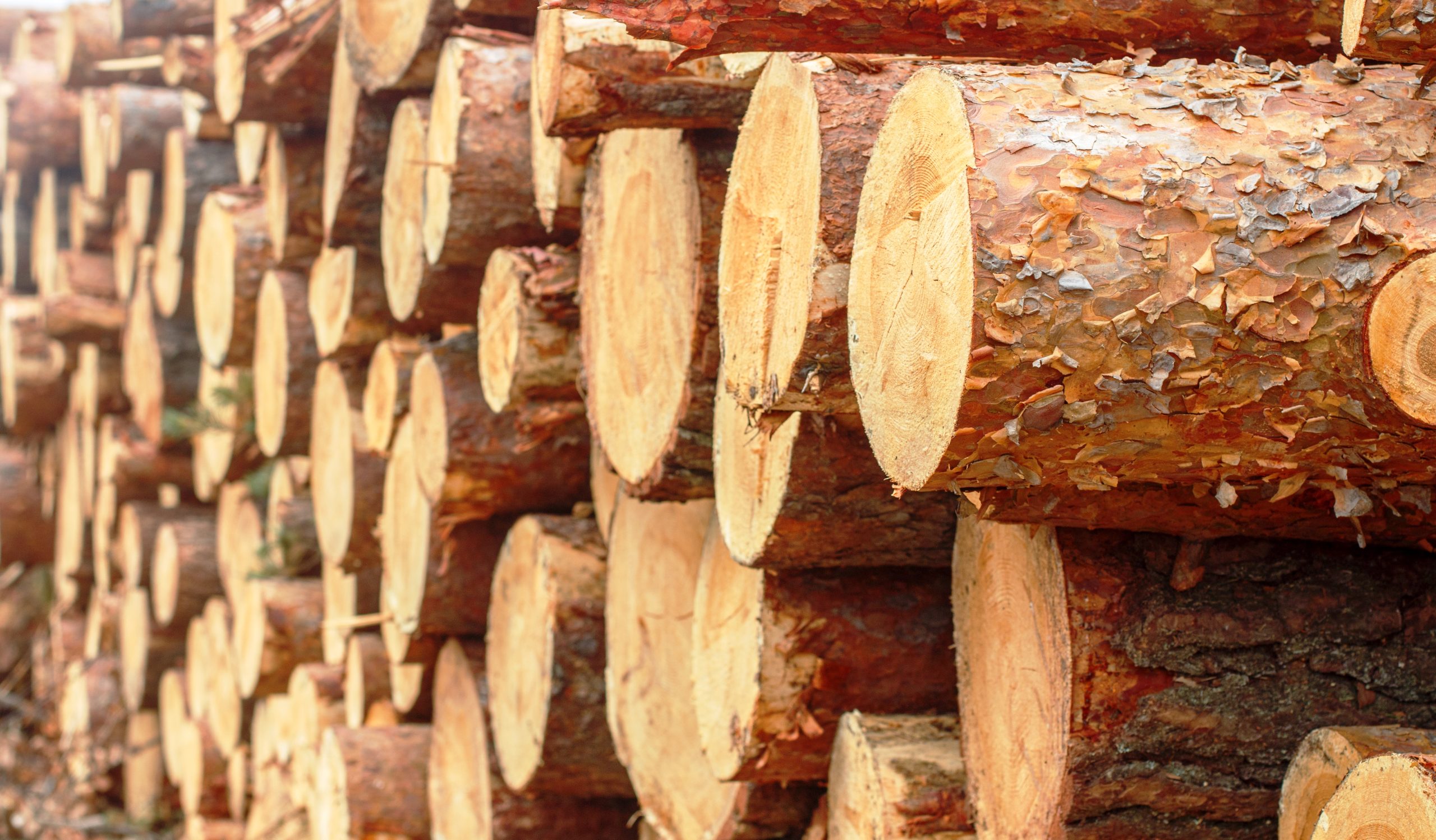 Singapore Sawnwood Market Creates Opportunities as Asia Sawnwood Value Grows at 1.5 Percent CAGR woodpile-freshly-chopped-pine-logs-scaled